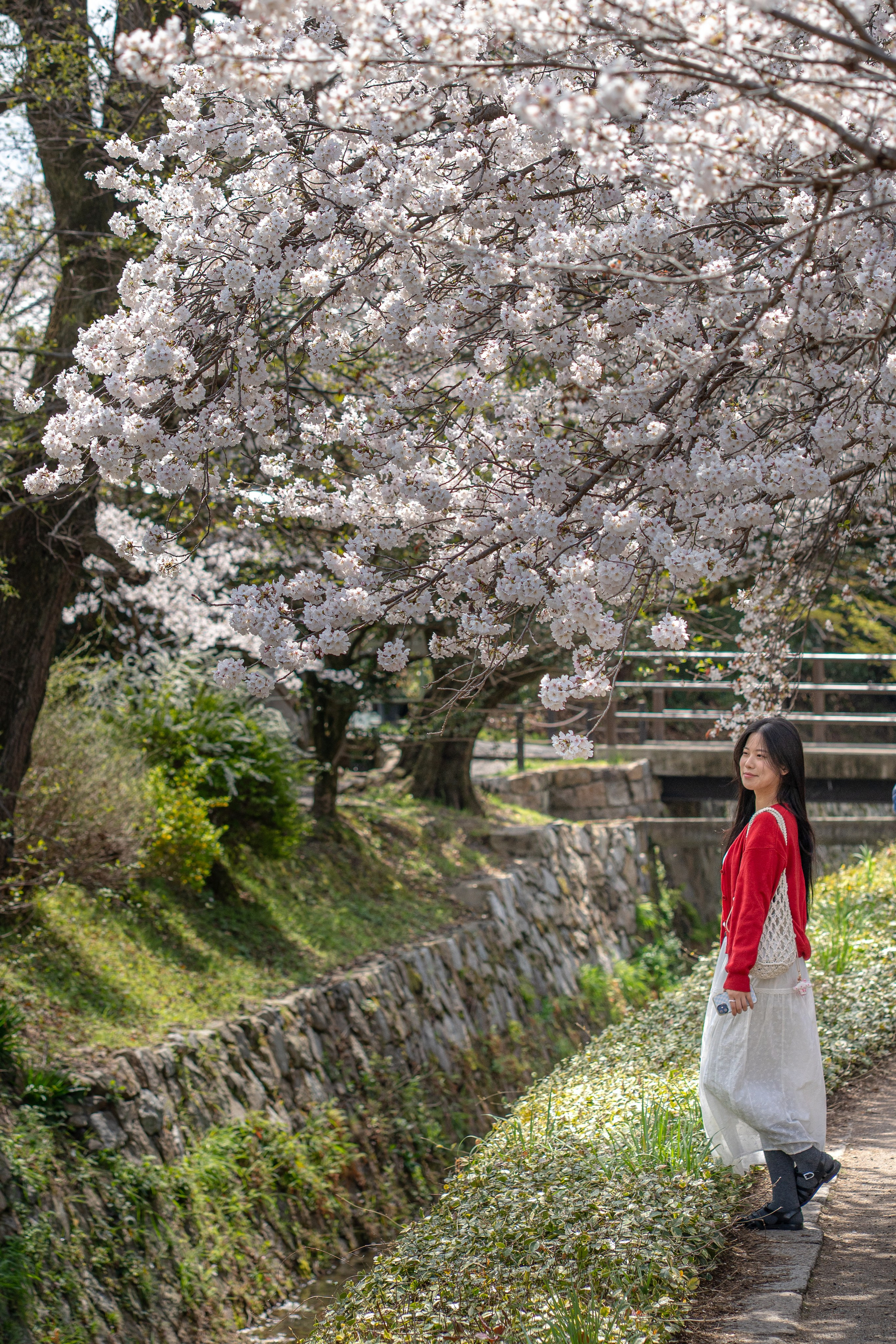 Япония, сакура. Творческие сьемки