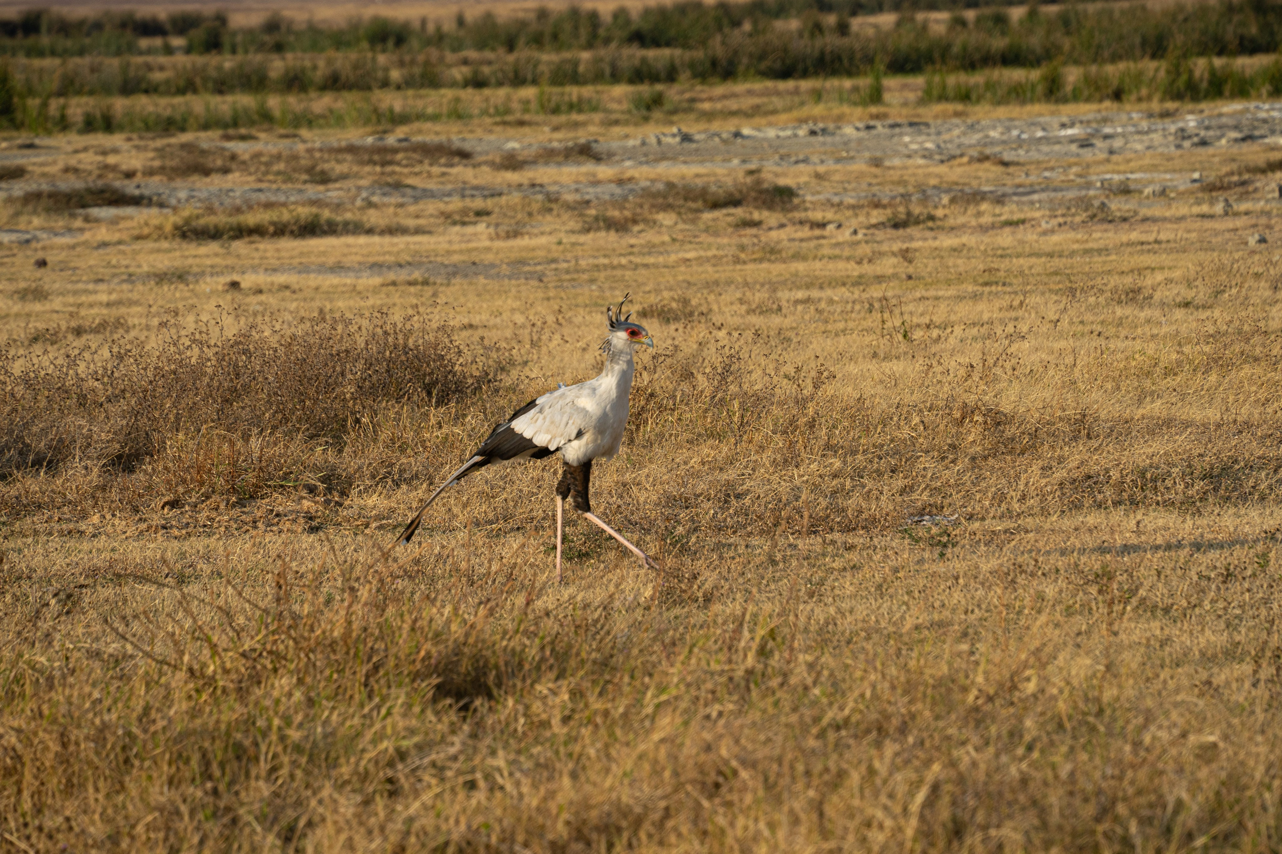 Танзания, сафари, 2025. Творческие сьемки