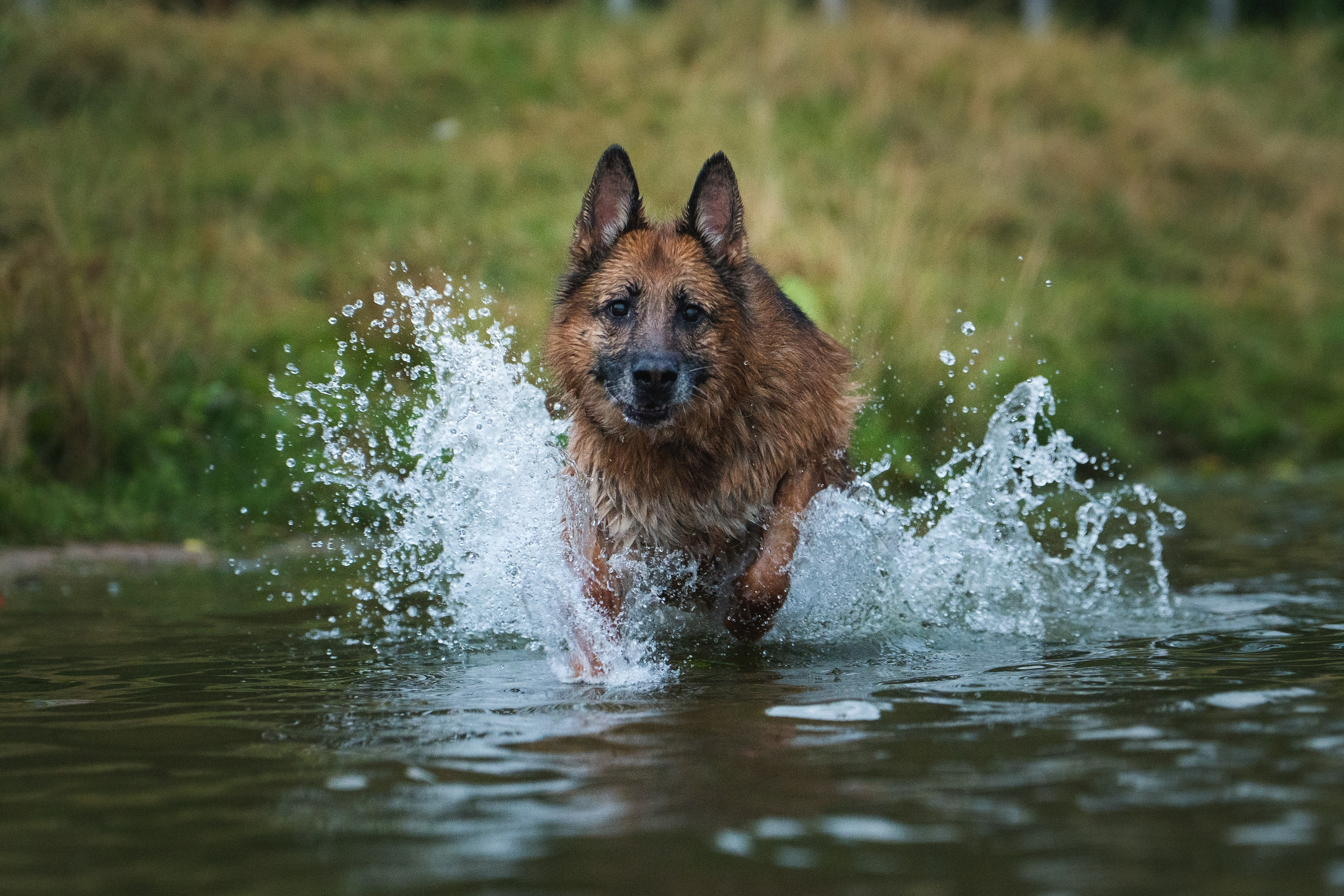 Вика и Фрея. Фотограф анималист в Москве и Санкт-Петербурге Свиридова Анна