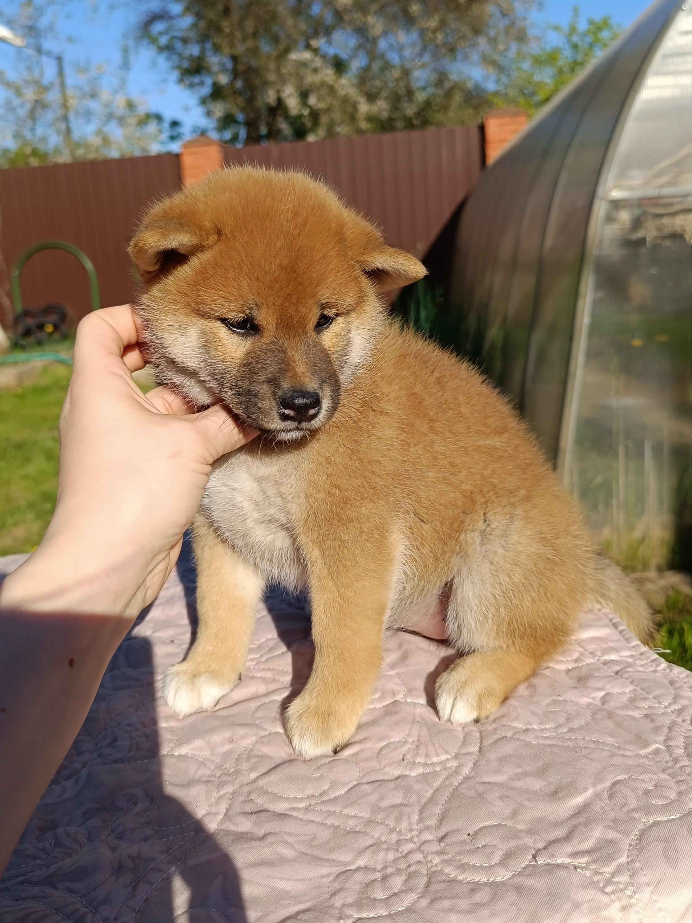 сиба питомник Рубилайт щенки на продажу rubylight  сиба щенки купить СПб Санкт-Петербург