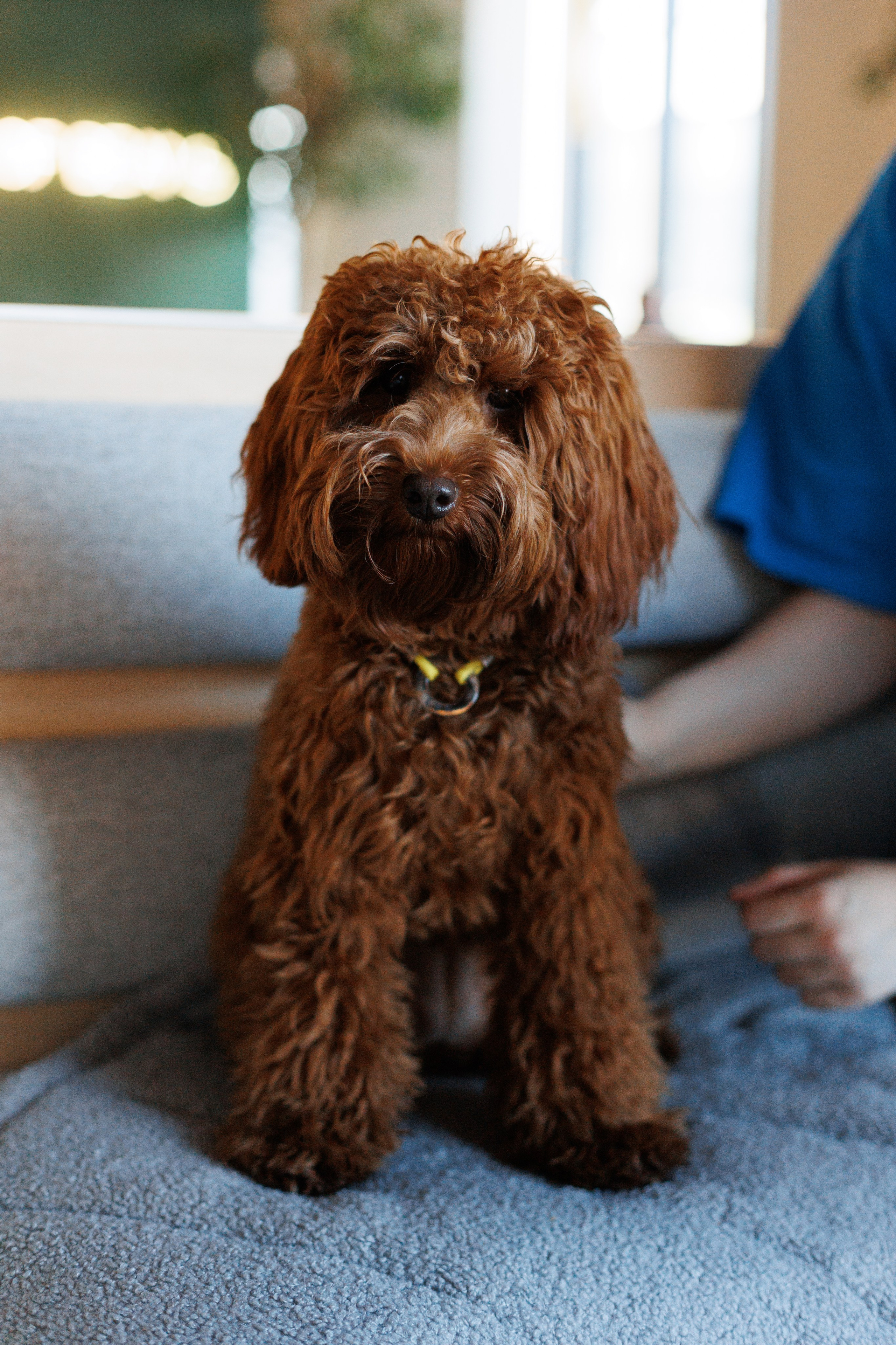 Bmbh городская. Фотограф анималист Кристина Карпова, Москва