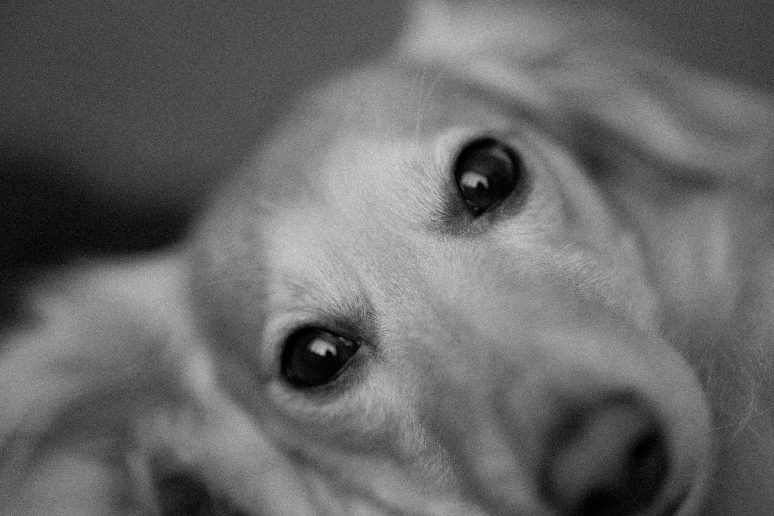 Даня, Алёна, Лёва и таксы. Настя Оленченко, портретный/семейный фотограф на цифру и плёнку Москва