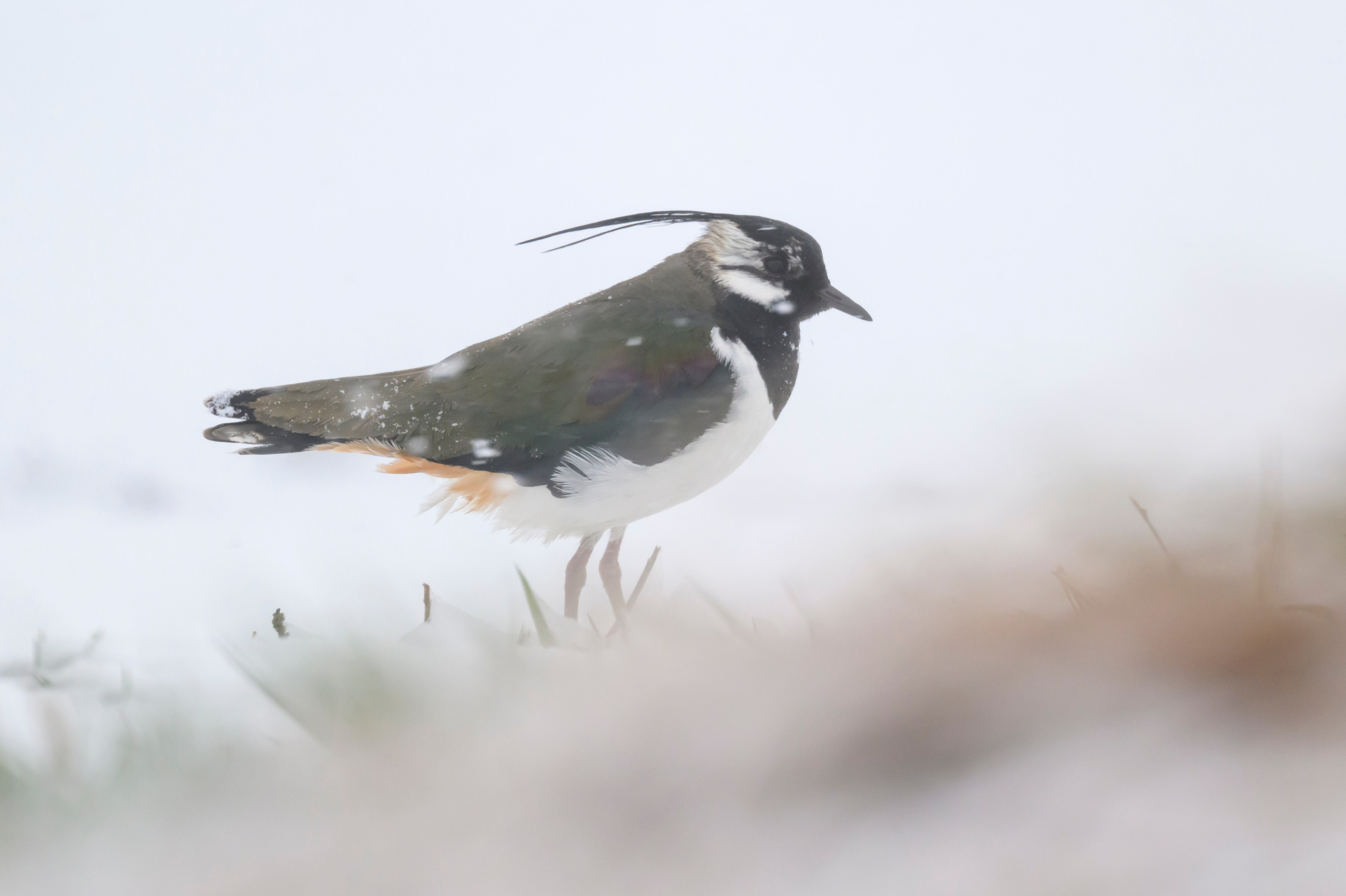 Метель продолжается. Wildlife photography by Sergey Puponin