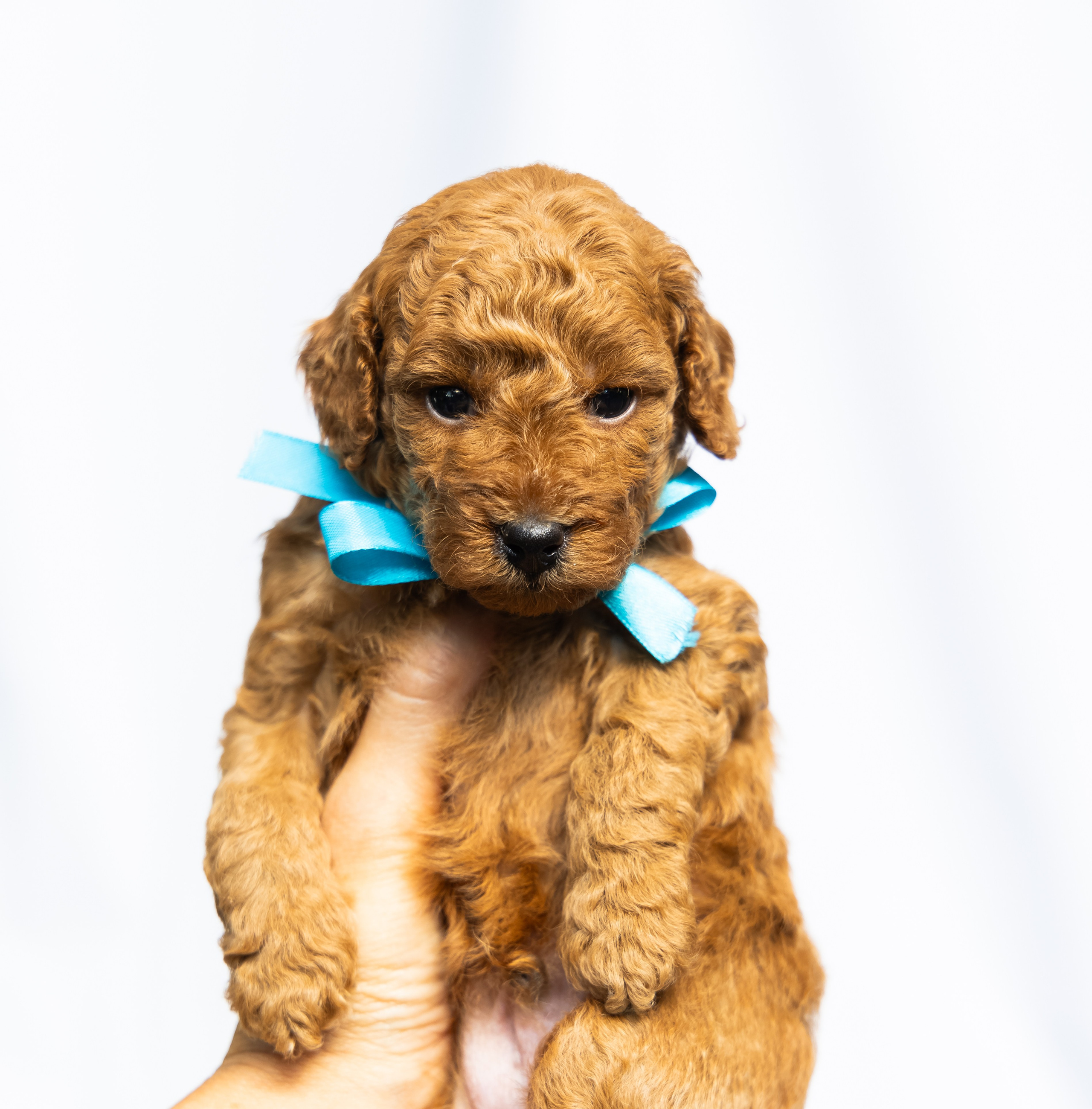 С животными. Фотограф-ретушёр