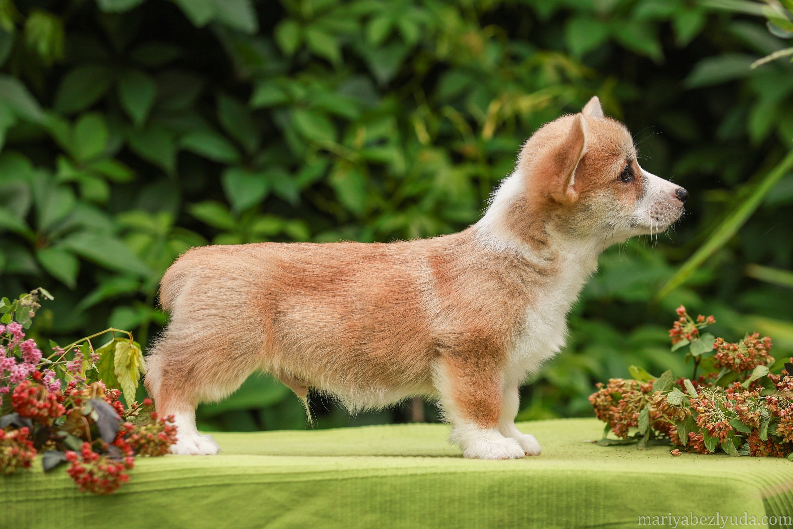 Щенки. Семейный и детский фотограф в Москве Мария Быкова