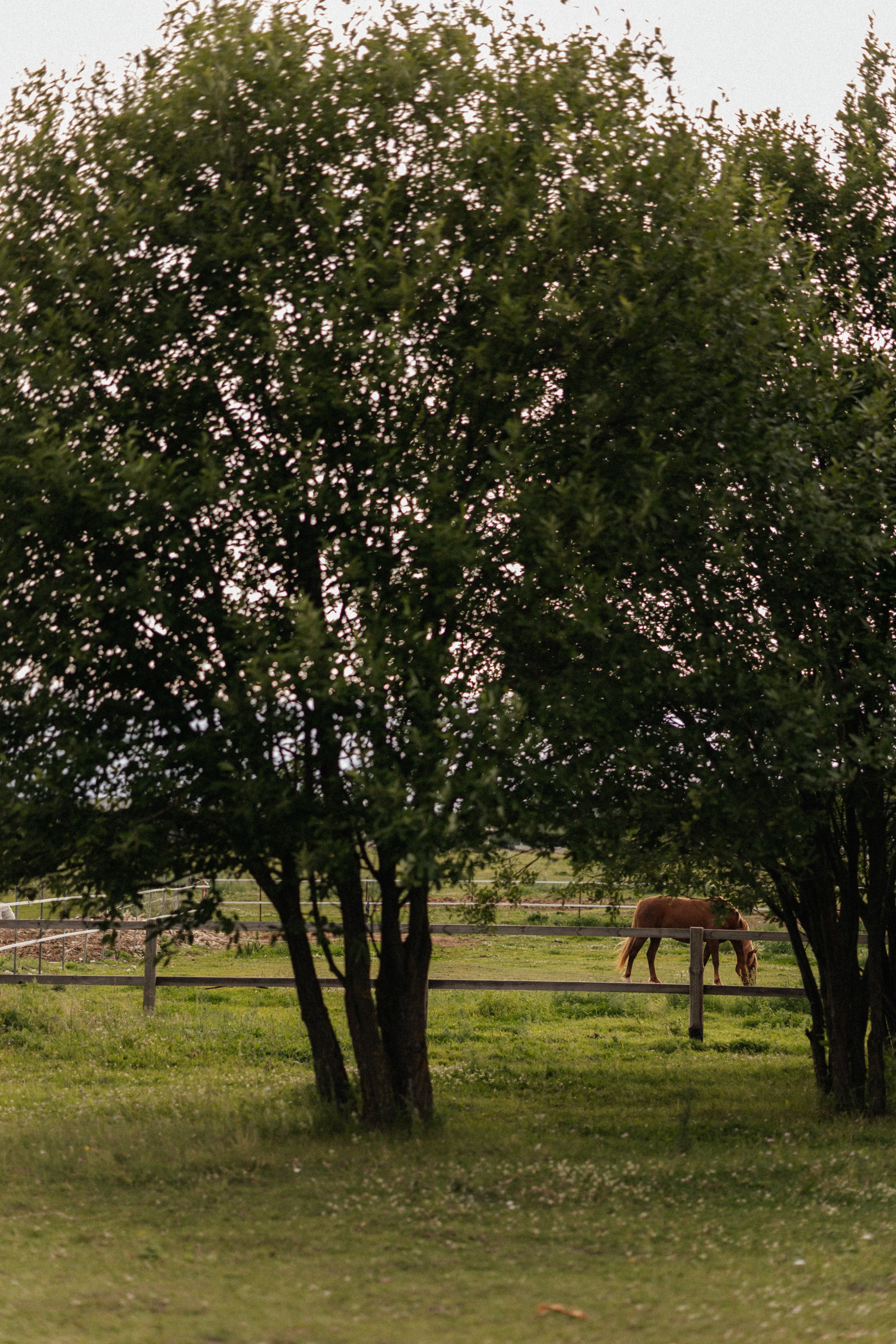 Алина. Фотограф Ульяна Дивина в Нижнем Новгороде и Нижегородской области