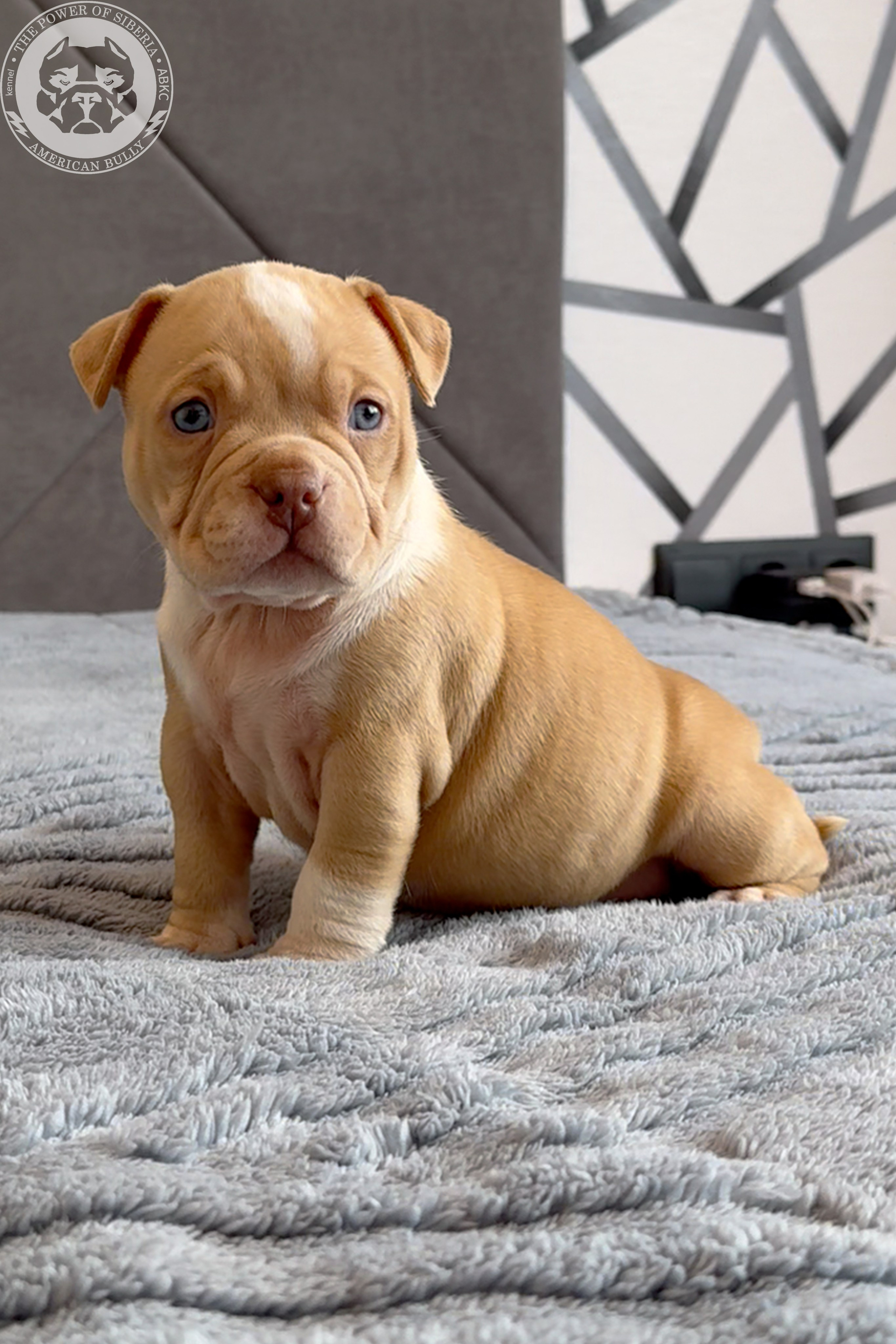 Свободные щенки Американский Булли, в типах покет, классик, стандарт. Американский Булли в г. Ростов-на-Дону. Питомник THE POWER OF SIBERIA