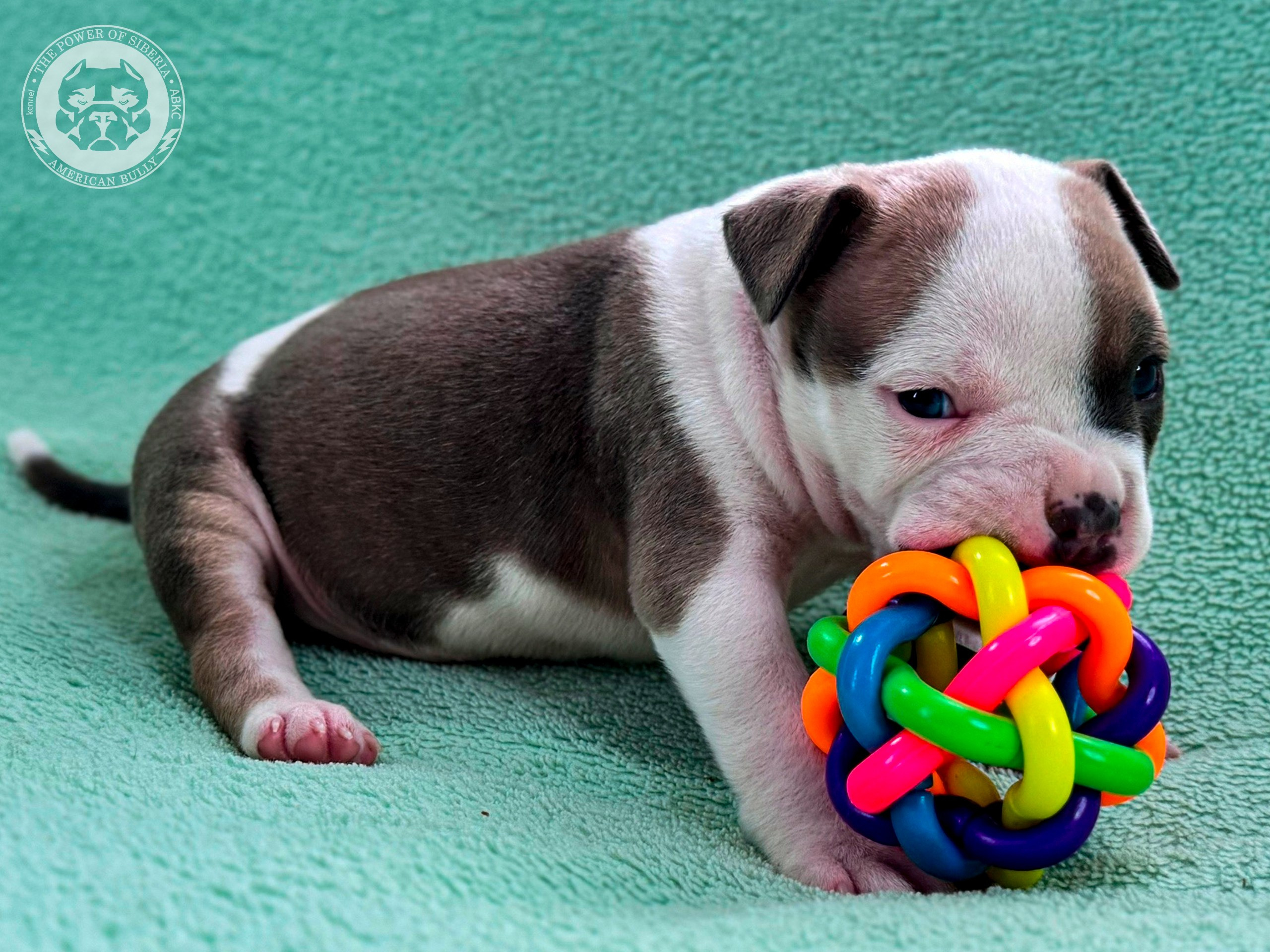 Свободные щенки Американский Булли стандарт и Свободные щенки Американский Булли классик. Американский Булли в г. Ростов-на-Дону. Питомник THE POWER OF SIBERIA