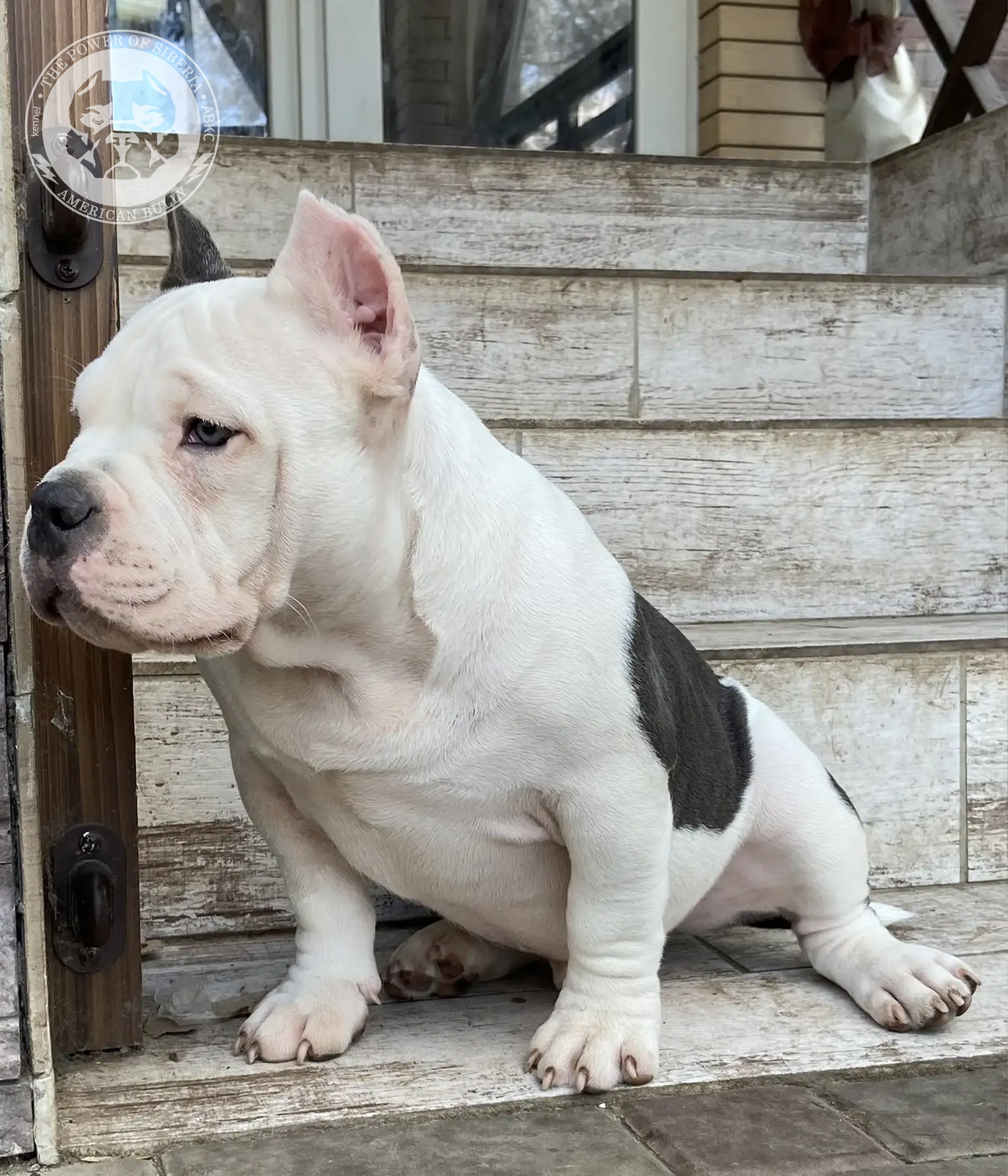 Свободные щенки Американский Булли, в типах покет, классик, стандарт. Американский Булли в г. Ростов-на-Дону. Питомник THE POWER OF SIBERIA