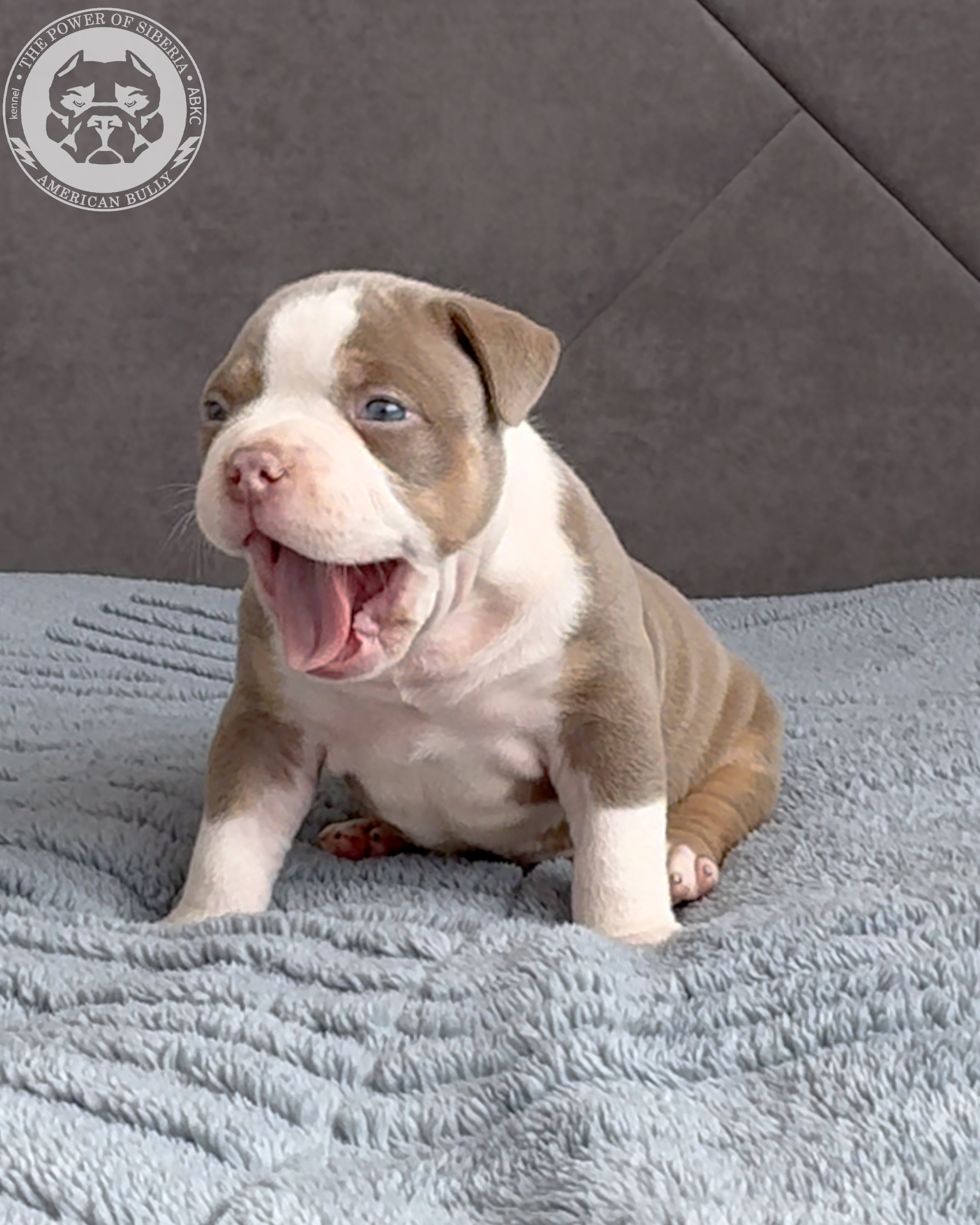 Свободные щенки Американский Булли, в типах покет, классик, стандарт. Американский Булли в г. Ростов-на-Дону. Питомник THE POWER OF SIBERIA