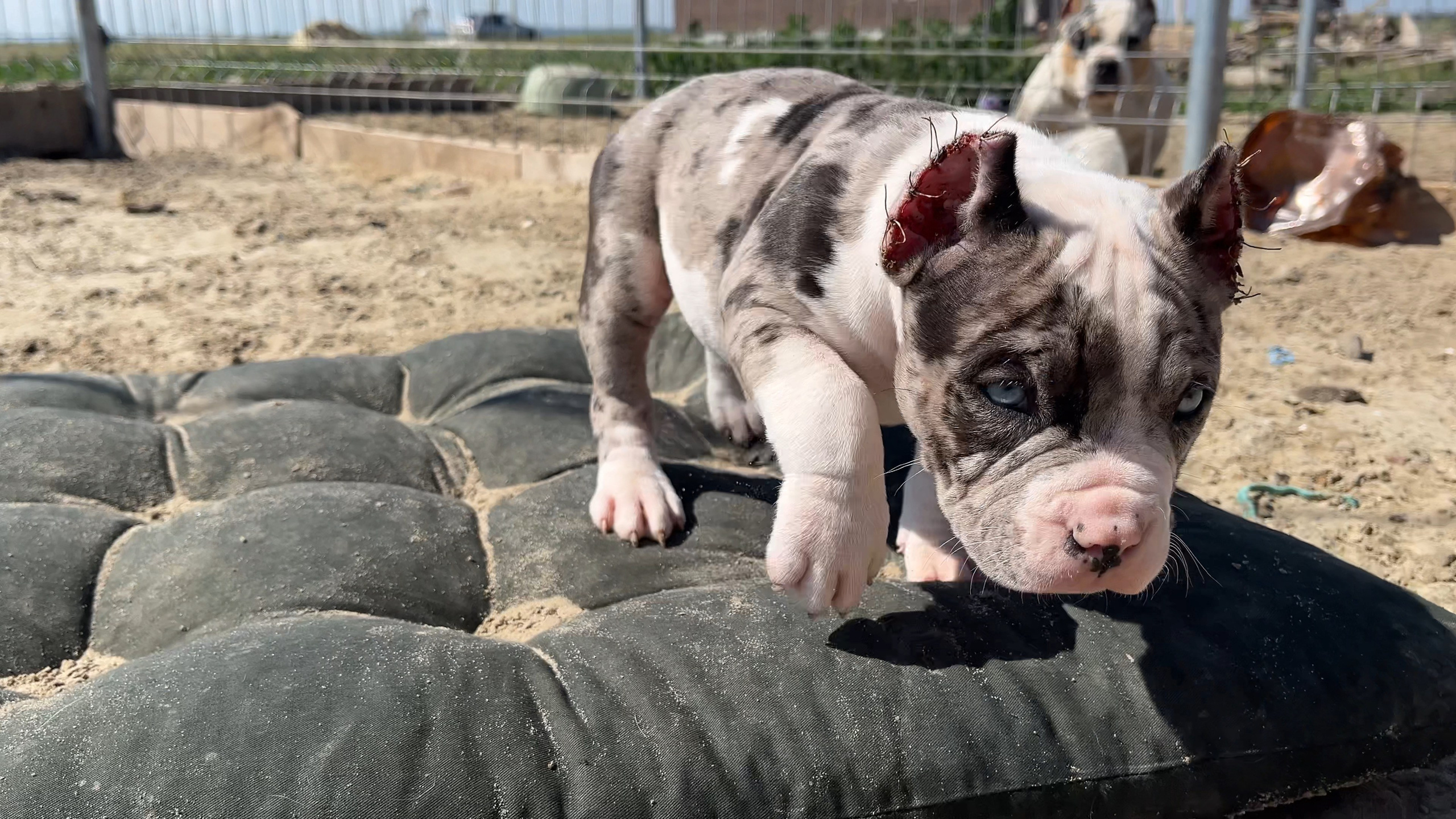 Фотографии Керри Американского булли Классик в возрасте 4 мес. Американский Булли в г. Ростов-на-Дону. Питомник THE POWER OF SIBERIA