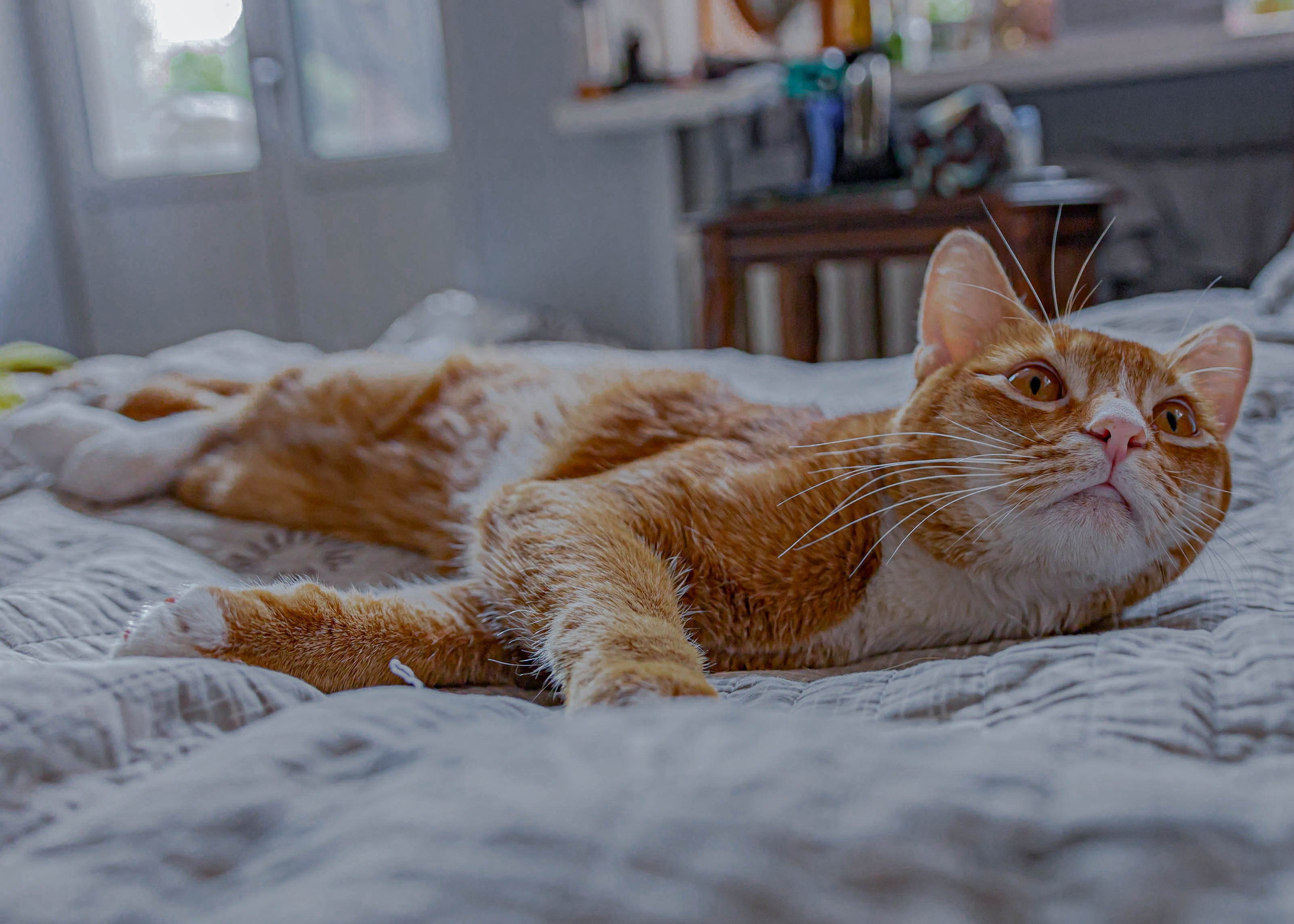 Домашние животные. Свадебный и семейный фотограф в Москве Мария Соловова