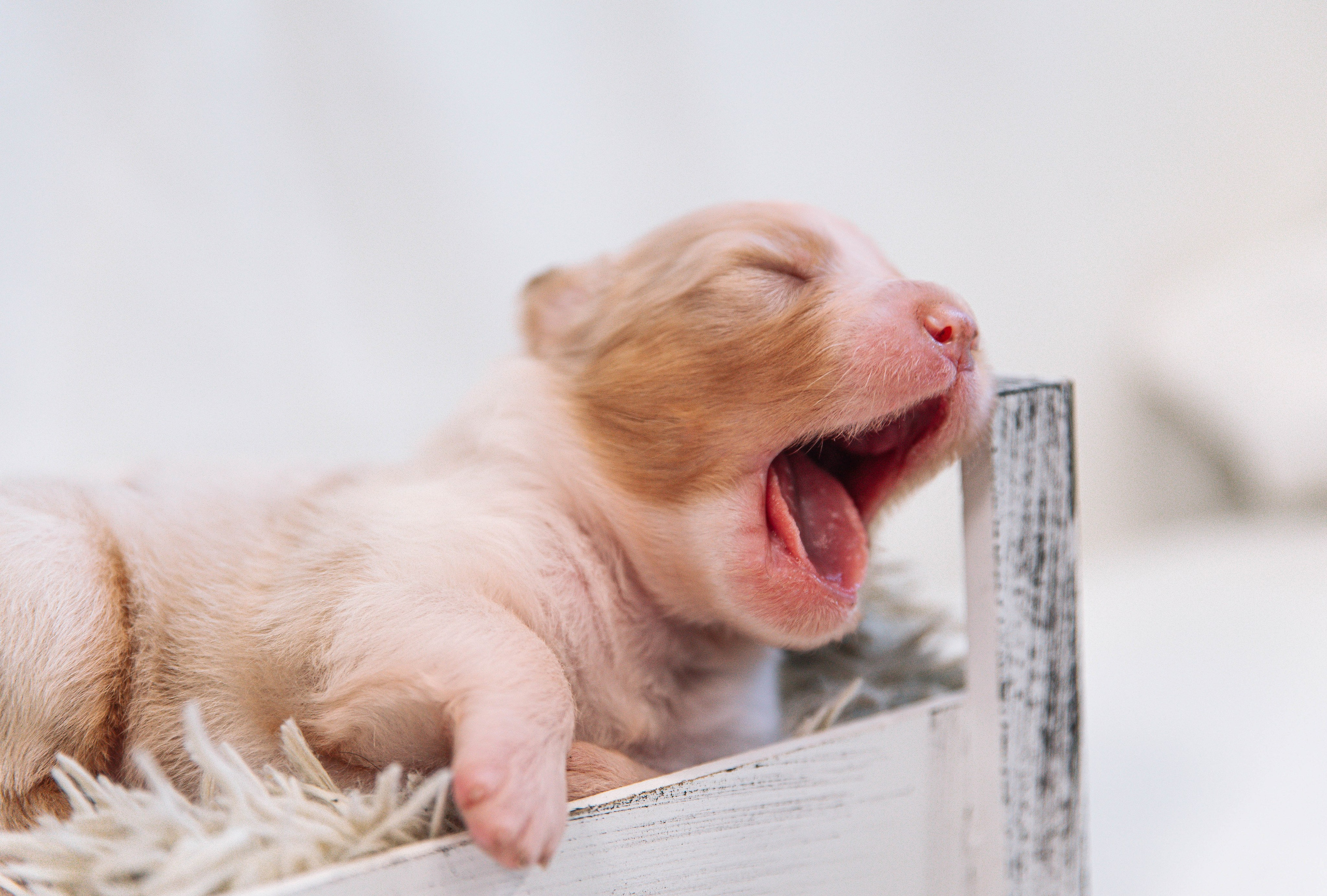 Аусси щенки нью борн. Главная