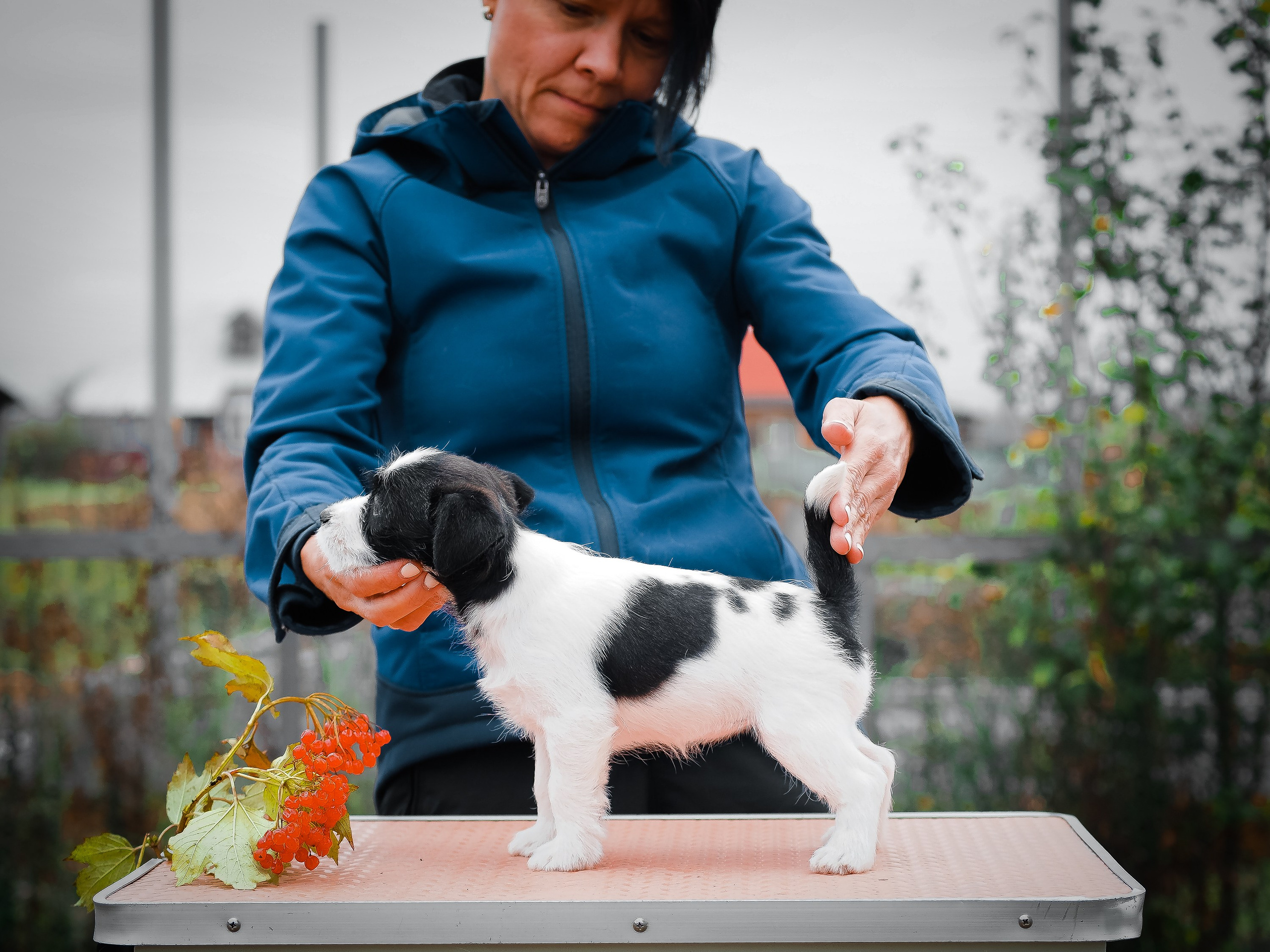 Бело-черная красавица джек-рассел-терьер. КАНЕ МАЭСТРО — питомник Джек рассел терьеров