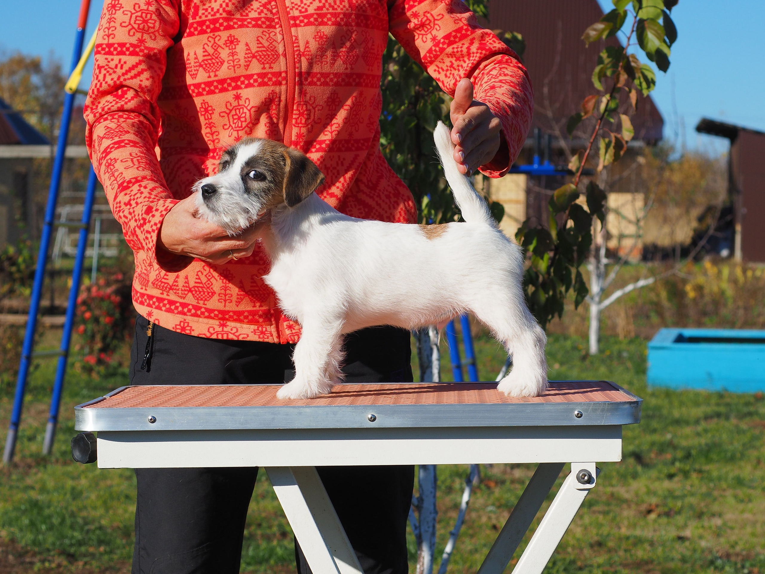 Щенок кобель ДРТ. КАНЕ МАЭСТРО — питомник Джек рассел терьеров