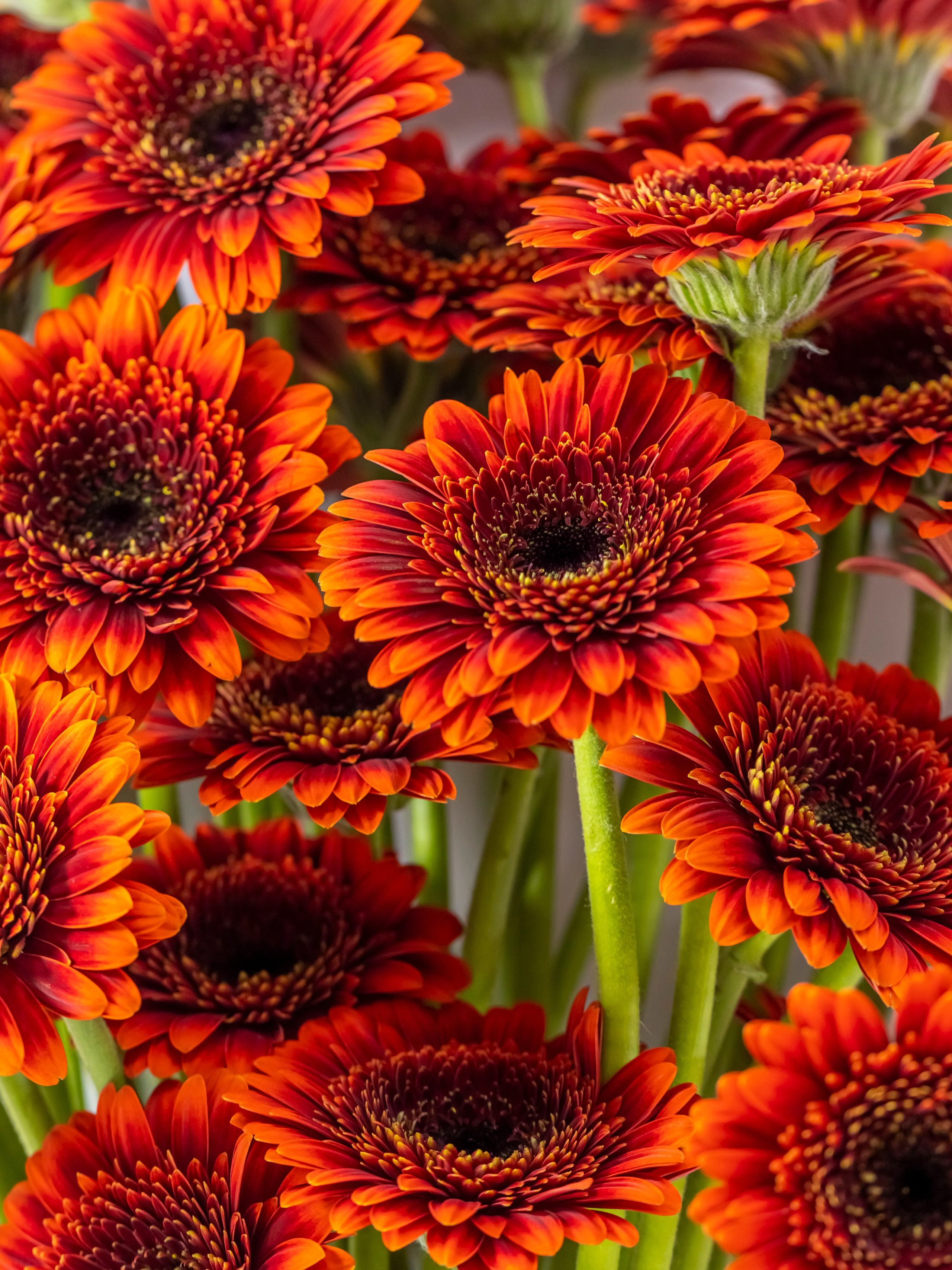 Цветы-Экспо 2023. Фотосессии и репортаж — Фотограф в Москве — Рина Серёгина