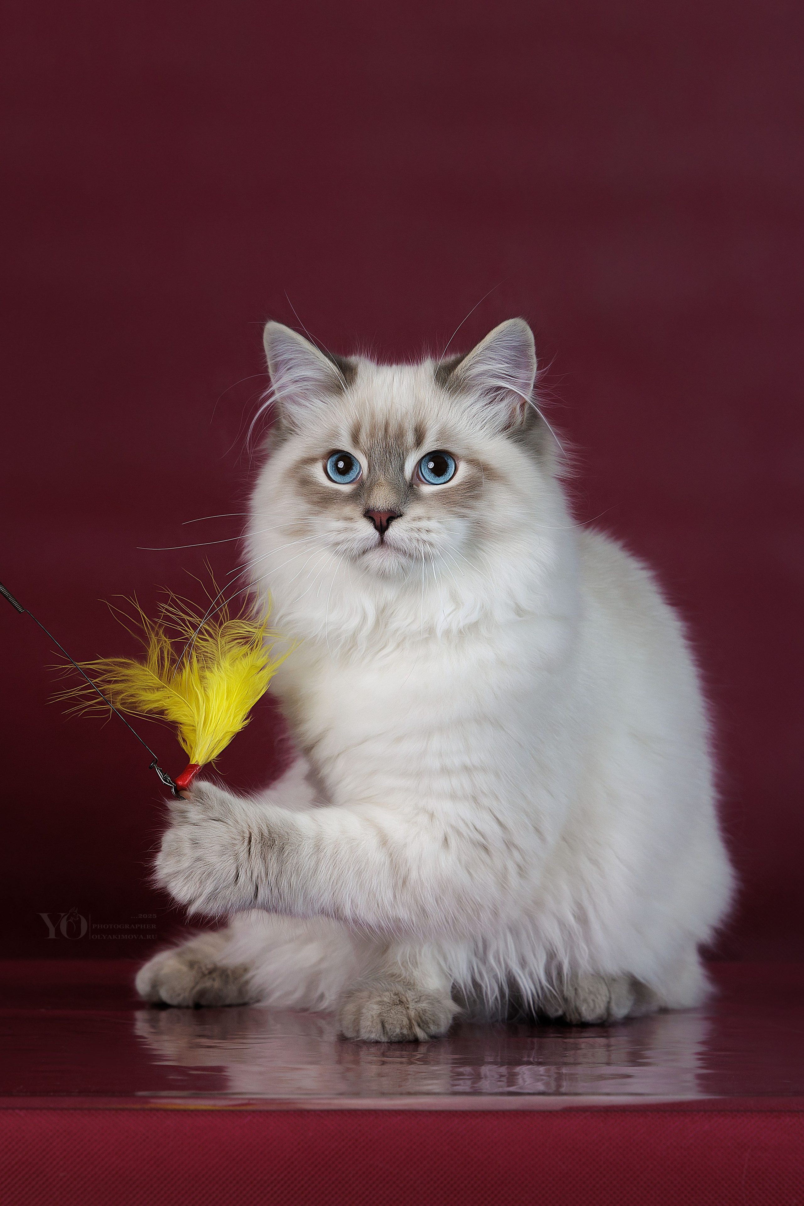 Кошки. Фотограф