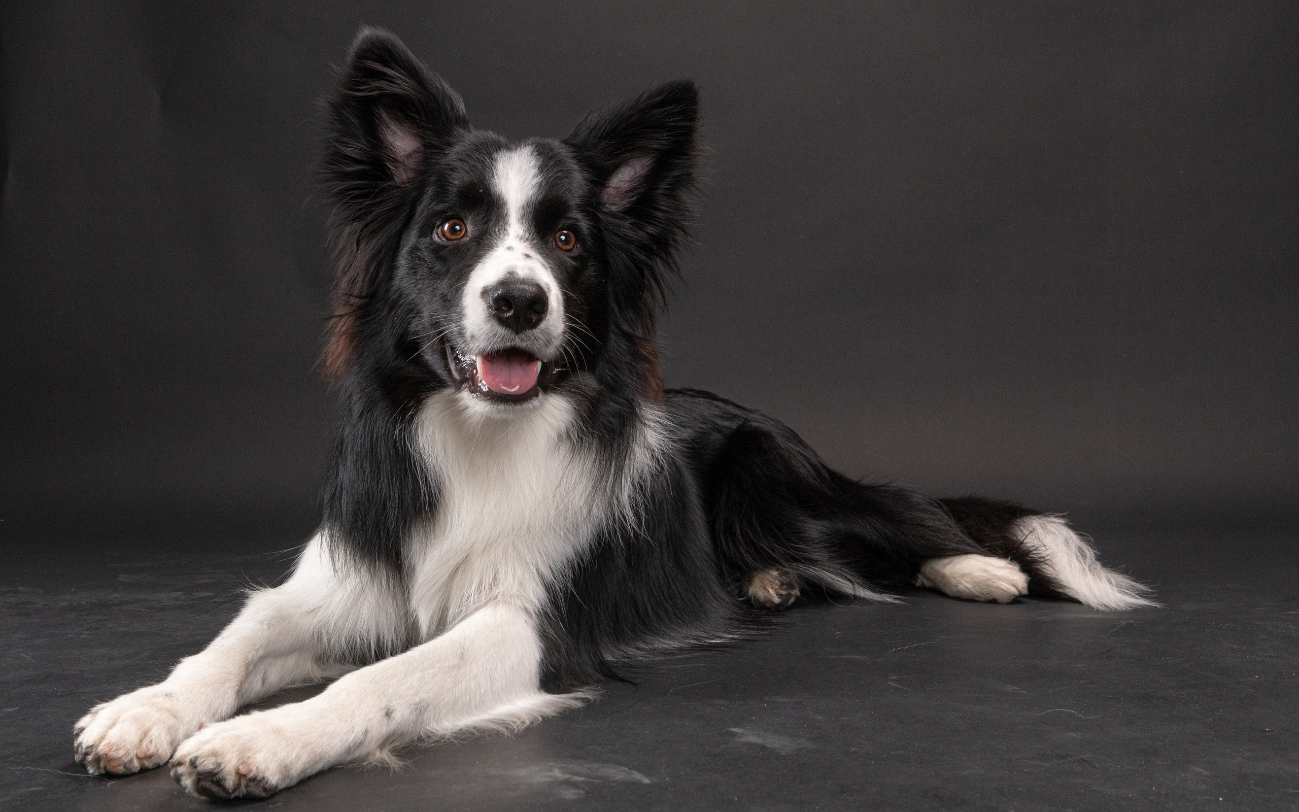 Фотосъёмка животных. Предметный и репортажный фотограф Алексей Кротов