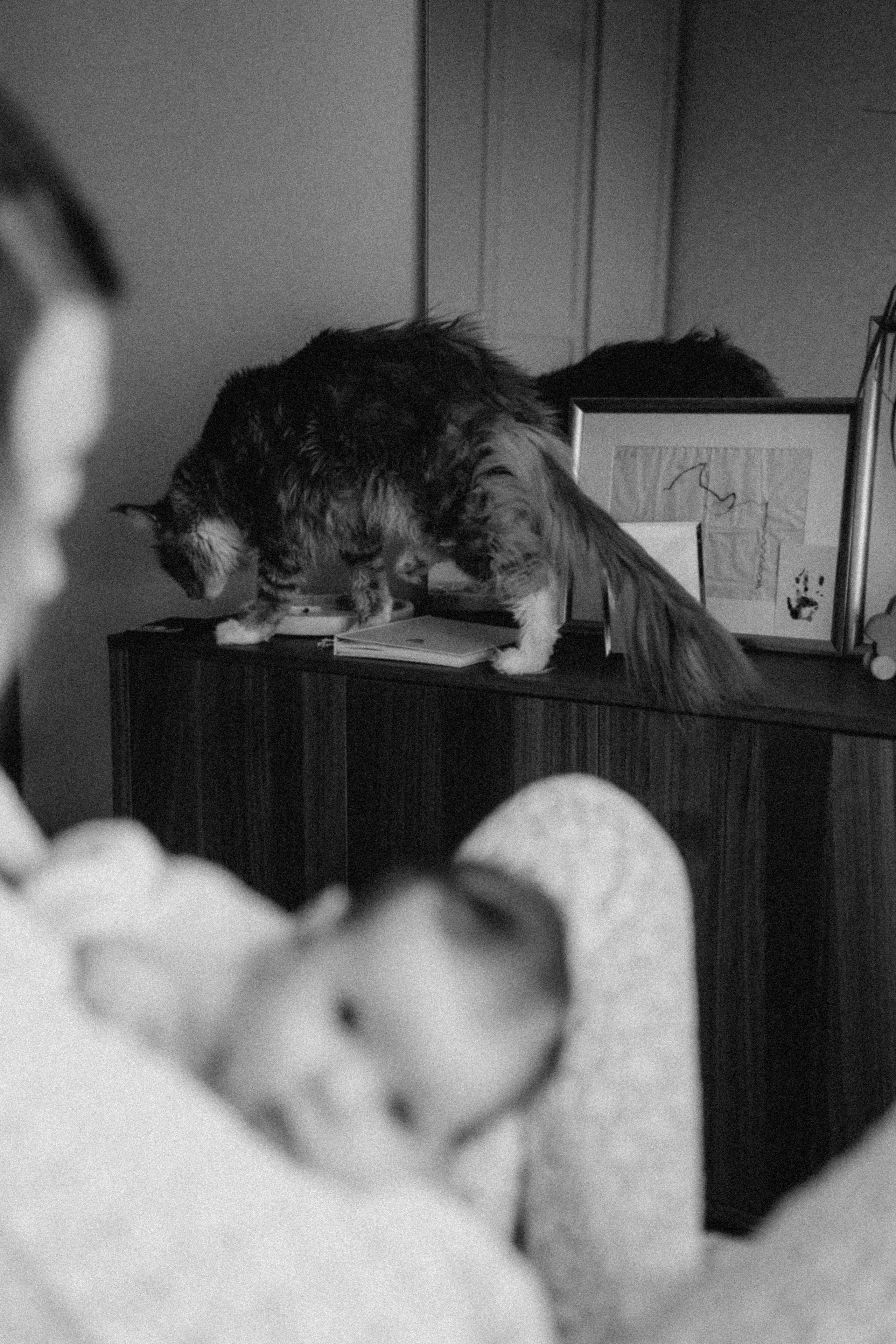 Аврора. Фотограф Москва Селюкова Юлия