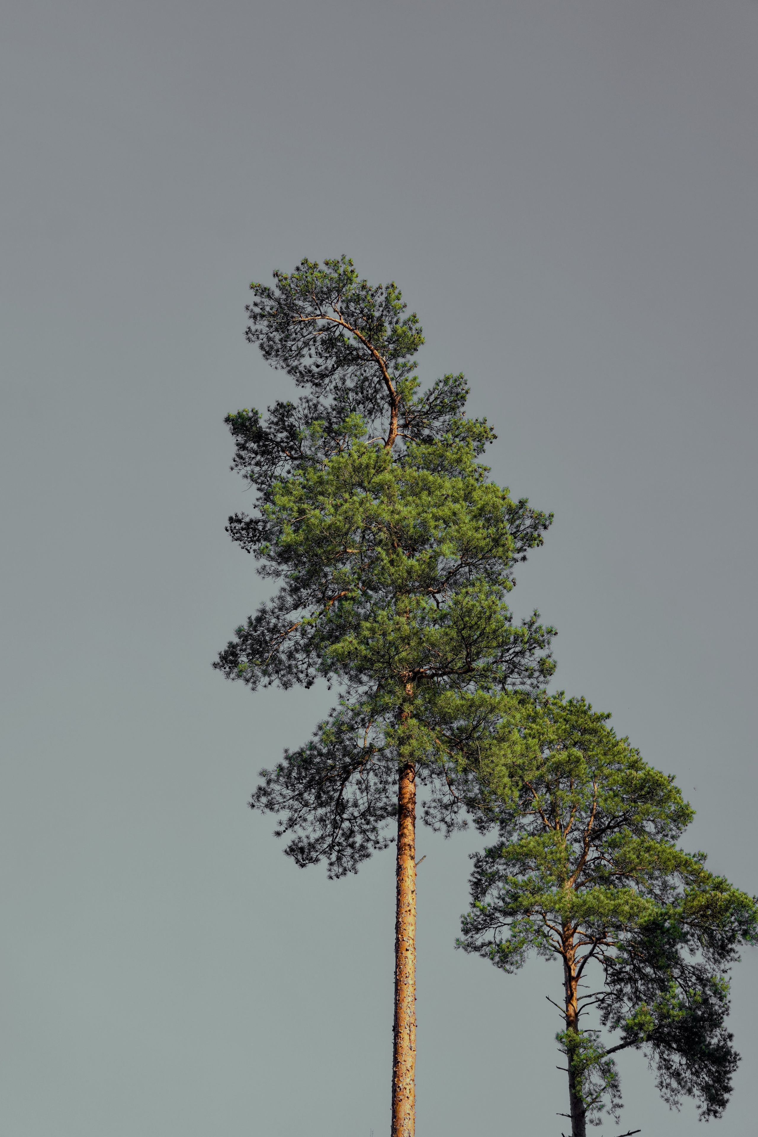 NATURE. Репортажный и уличный фотограф в Щёлково Александра Пименова