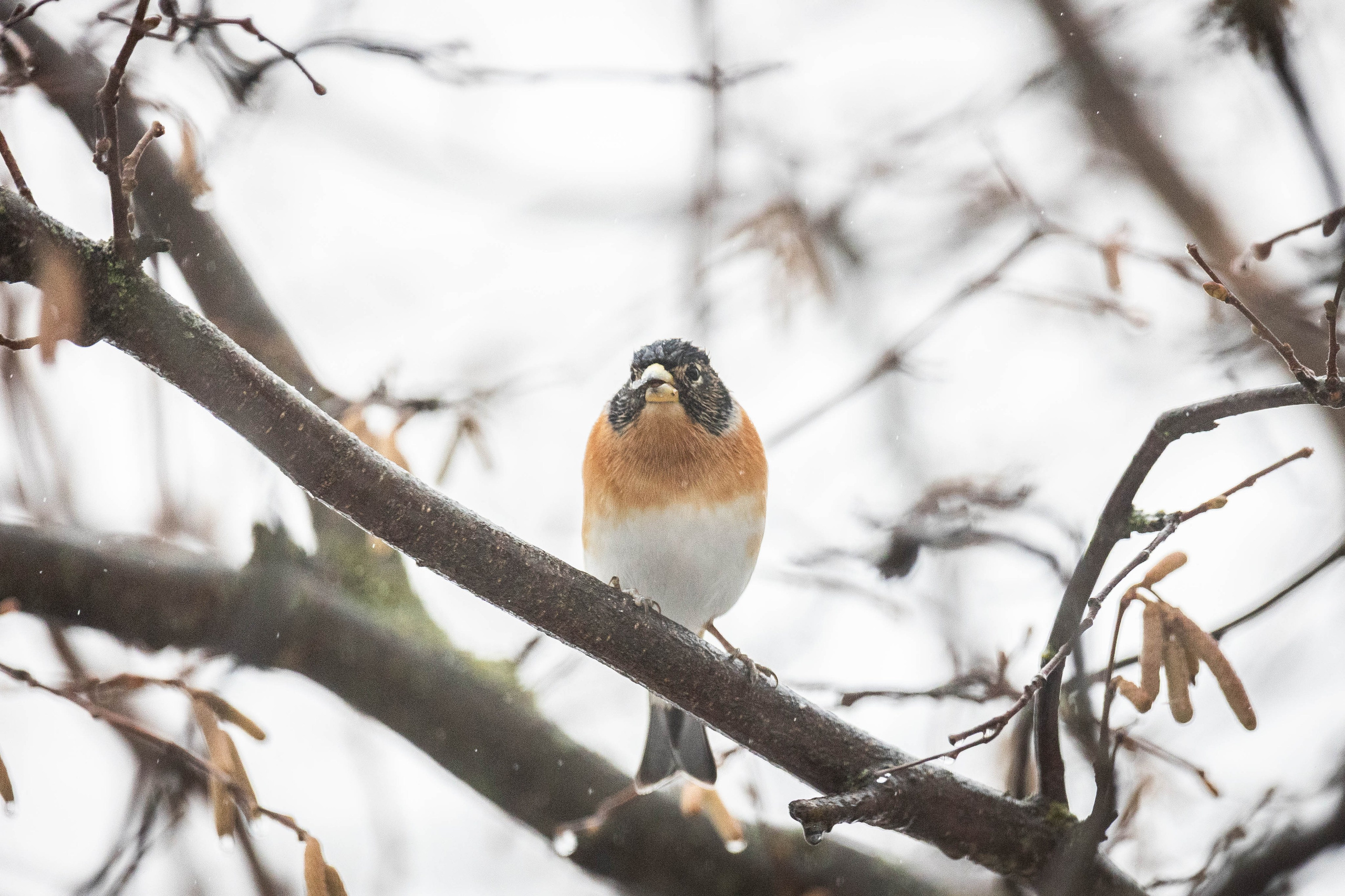 Дикий животный мир. Фотограф-АниМалист Анна Абрамова