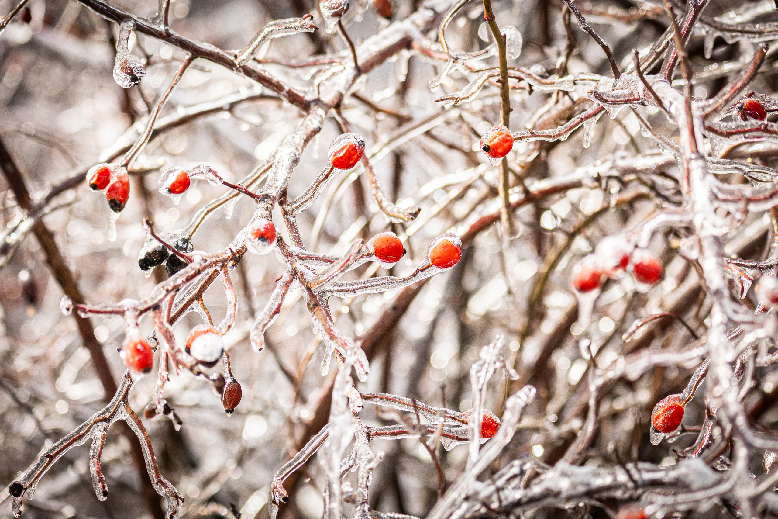 Дикий животный мир. Фотограф-АниМалист Анна Абрамова