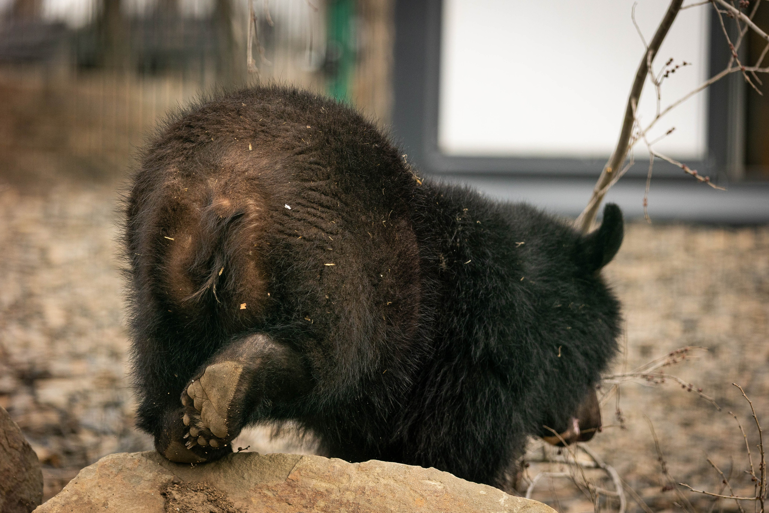 Парк Малинки 2026. Фотограф-АниМалист Анна Абрамова