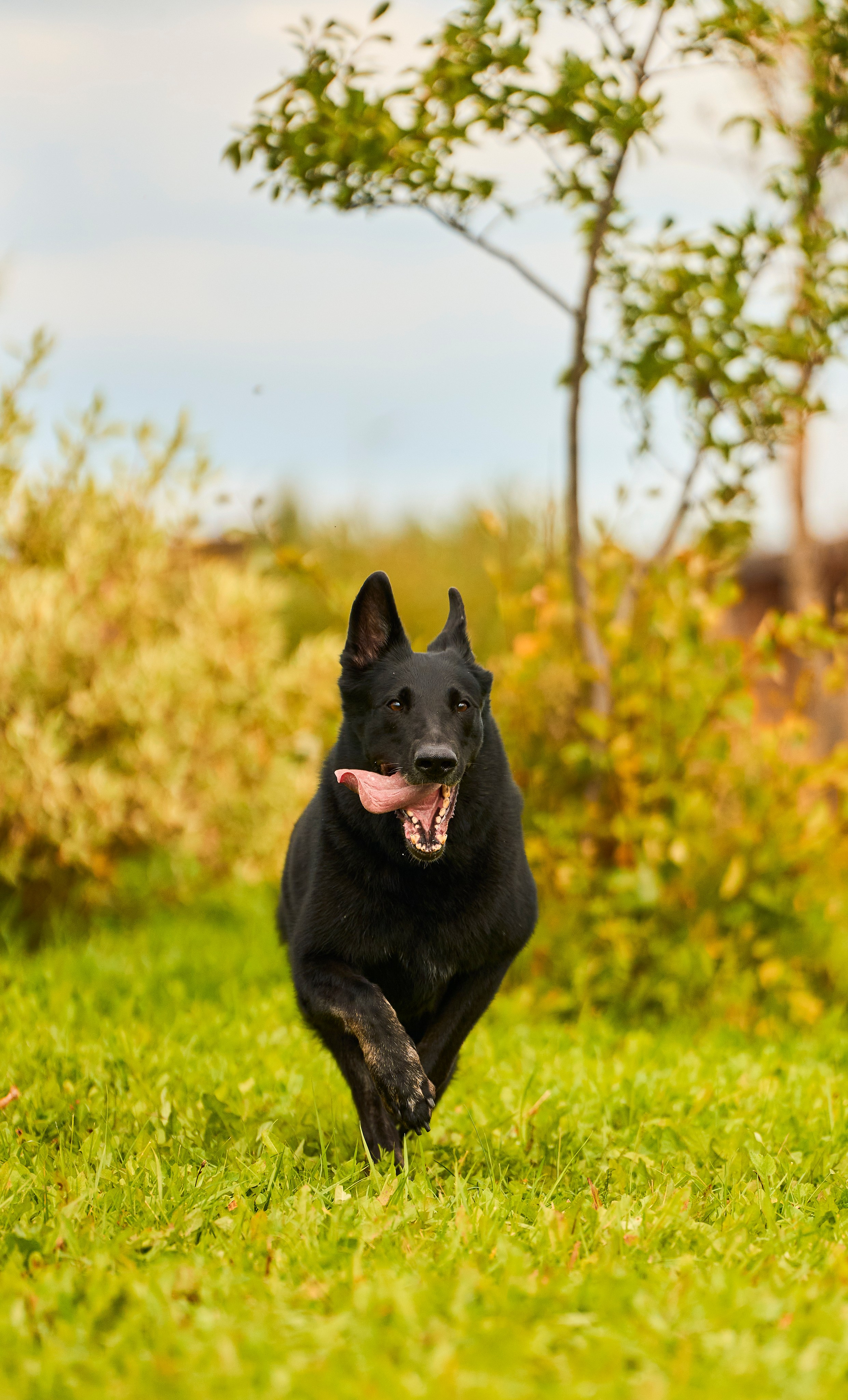Фотосессия ваших питомцев. Женский и свадебный фотограф в Москве Елена Тараскина