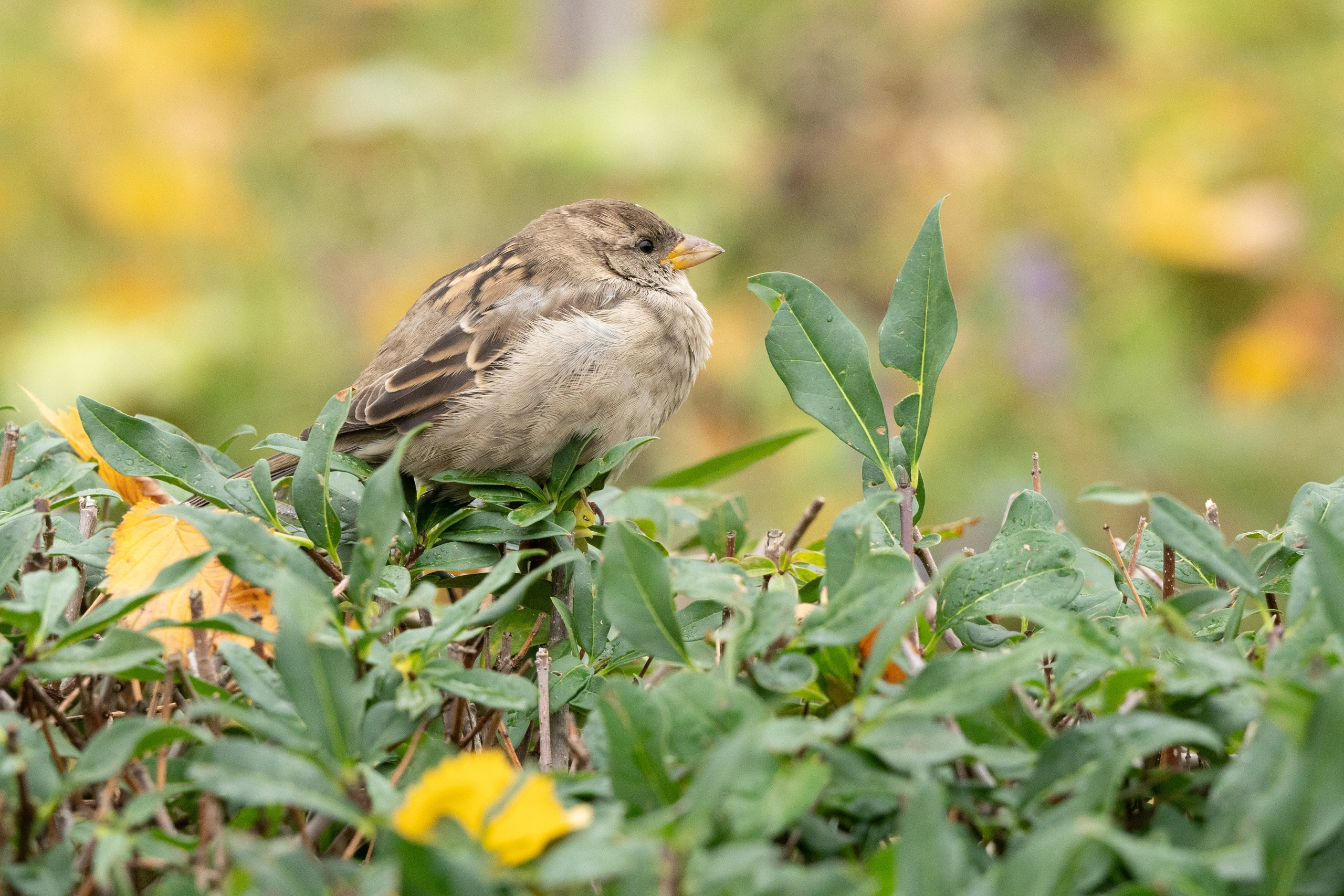 Фотосъемка животных и птиц. Интерьерный и архитектурный фотограф в Москве Панова Ольга