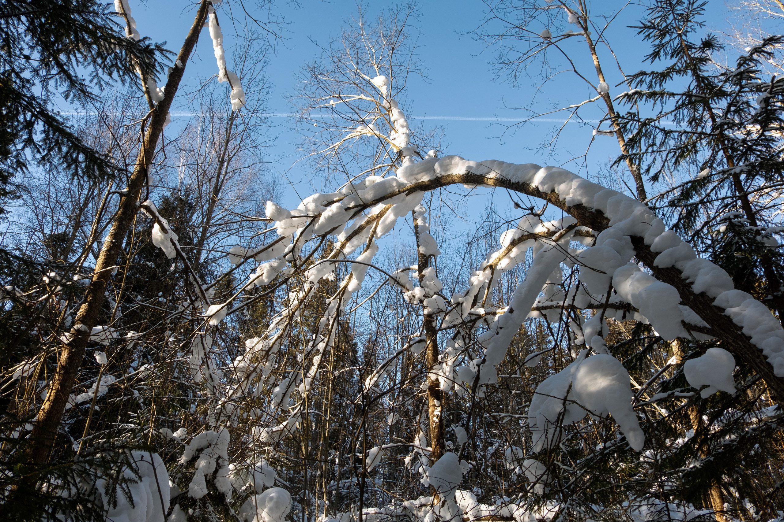 Пионерлагеря. Курочкина Софья