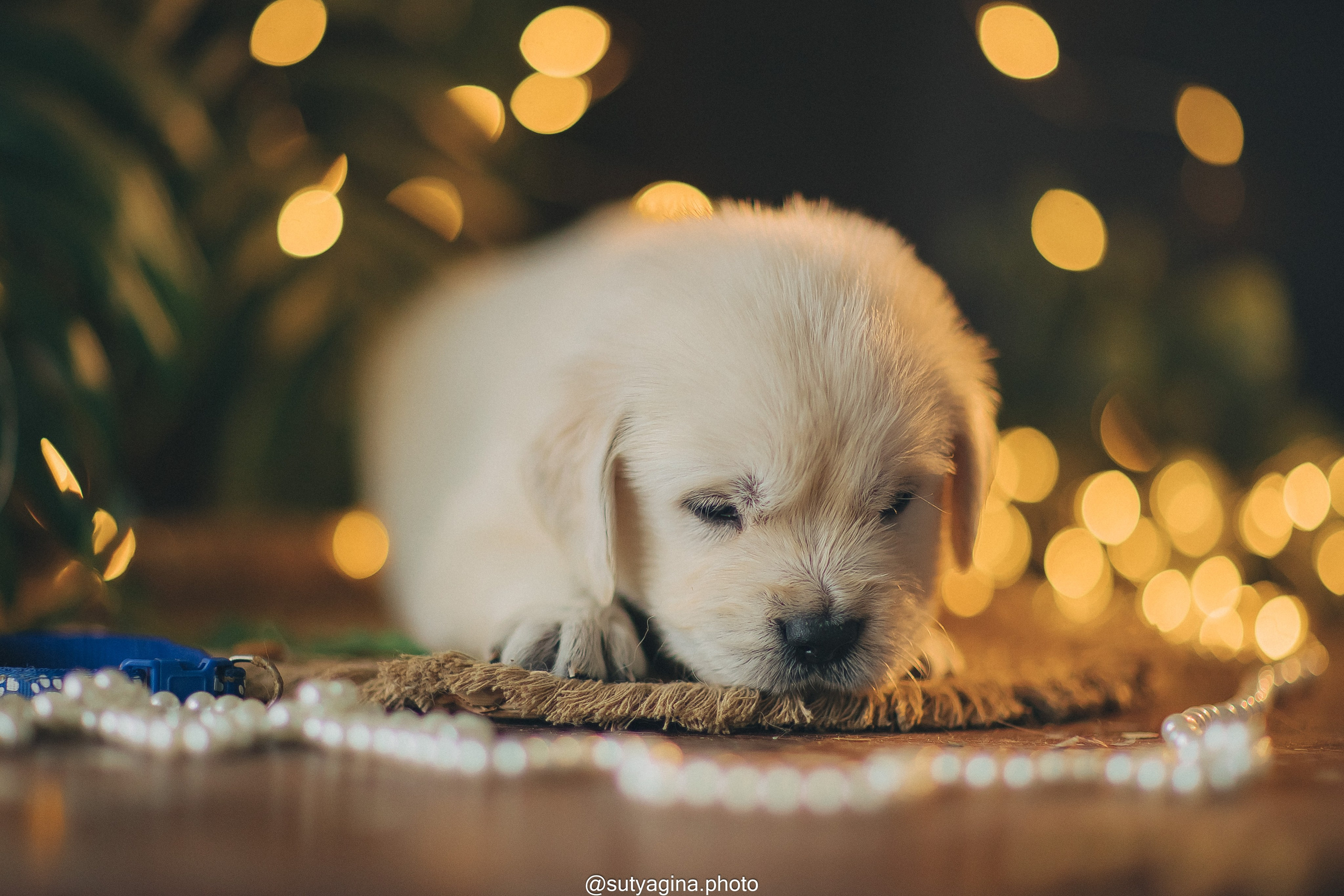 Синий ошейник. Свадебный и женский фотограф