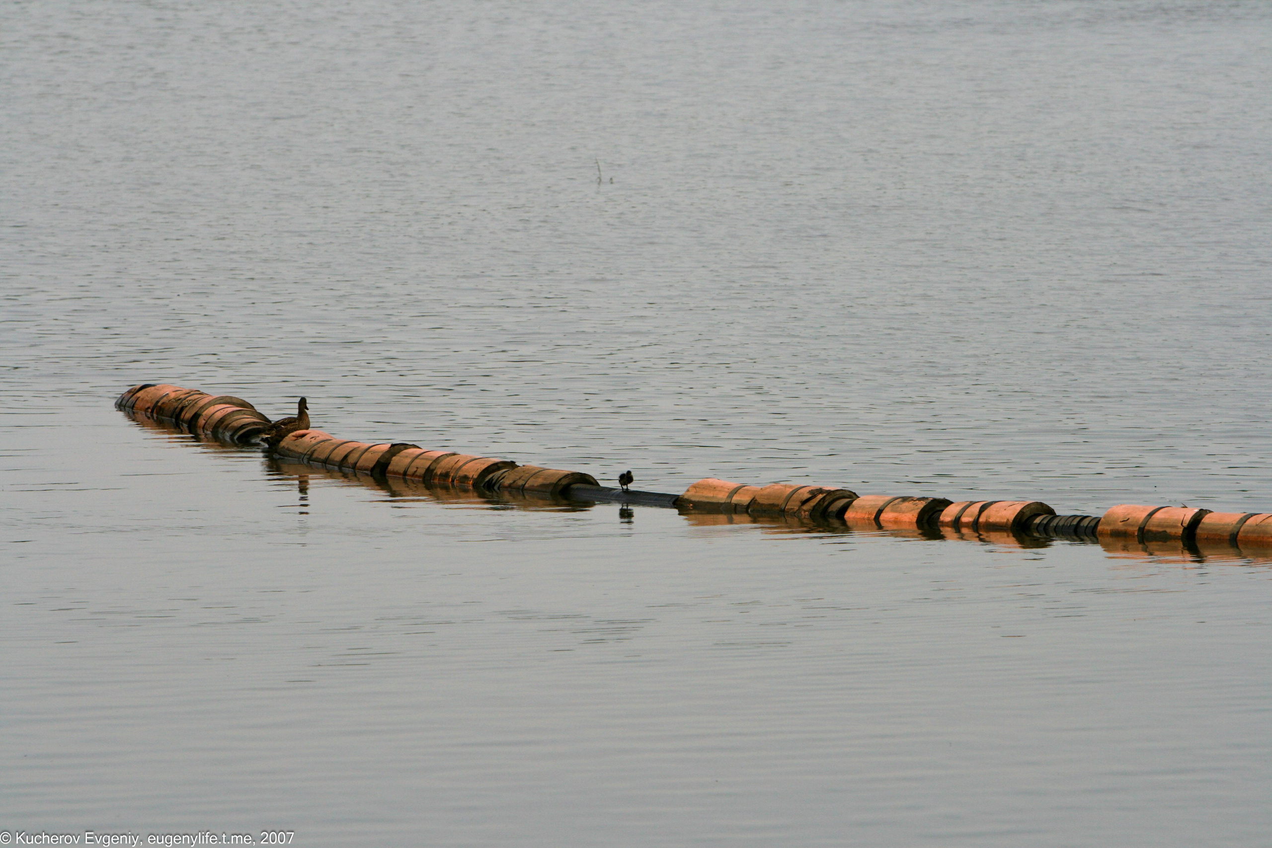 Июнь 2007. Царицыно. Кучеров Евгений. Фотограф