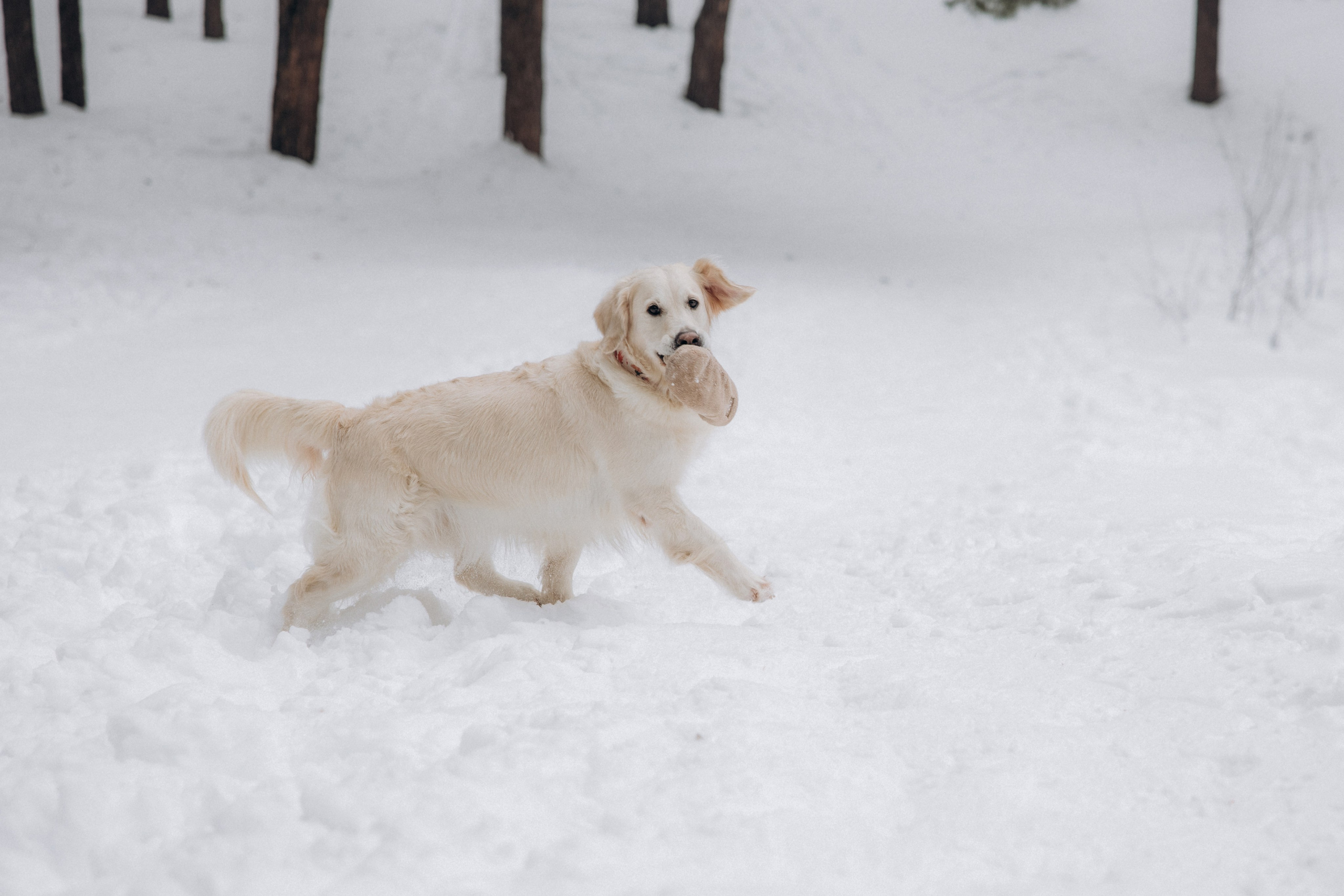 Зима. Лес. Татьяна и Делла. Фотограф анималист в Казани Алина Сулейманова. Фотограф животных