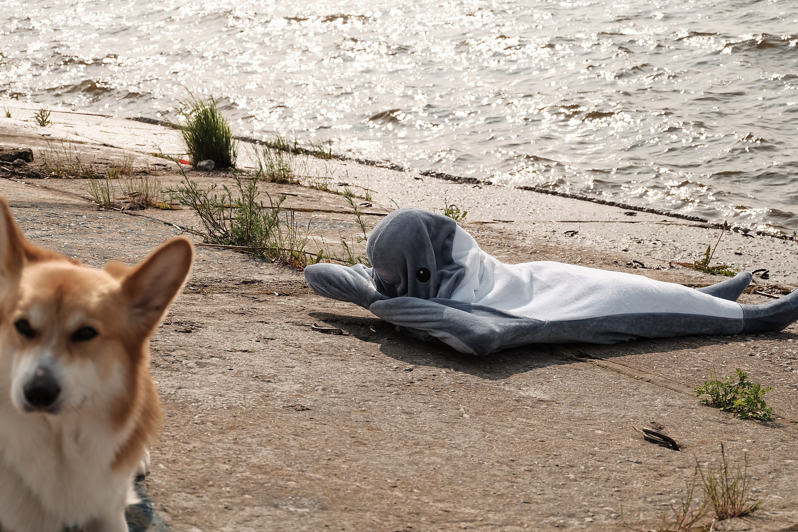 Shark and Hum. Портретный фотограф DanilNabody