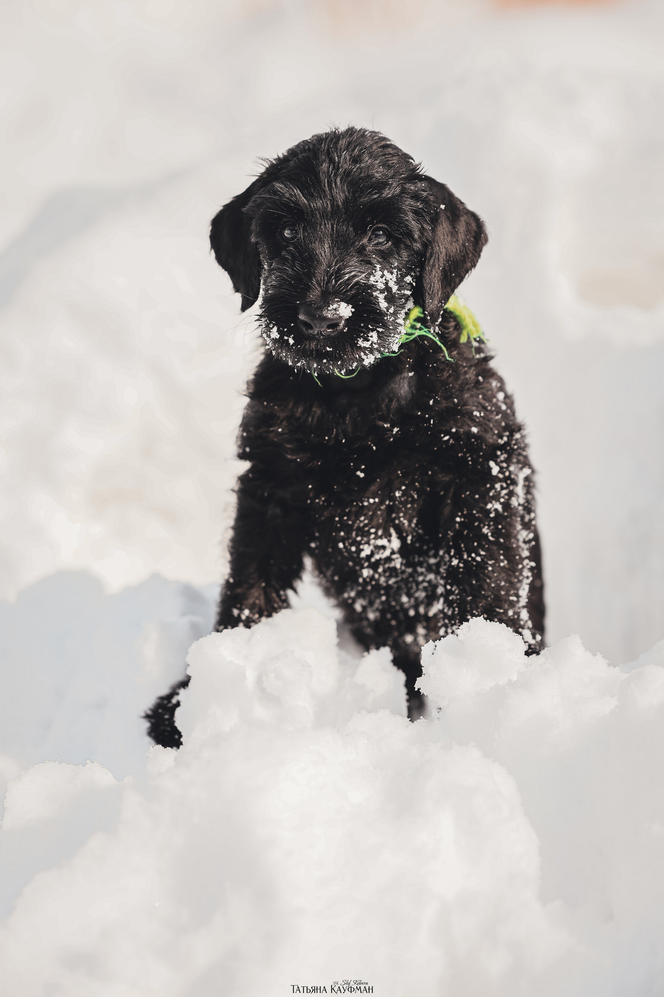Ризеншнауцер, щенки ризеншнауцера, купить ризеншнауцера, купить щенка, ризеншнауцер Новосибирск, фотосъемка щенков, фотосессия собак, заказать фотосессию, фотографии щенков, сфотографировать щенка, фотограф Анималист, фотограф собак Новосибирск, фотограф анималист Новосибирск