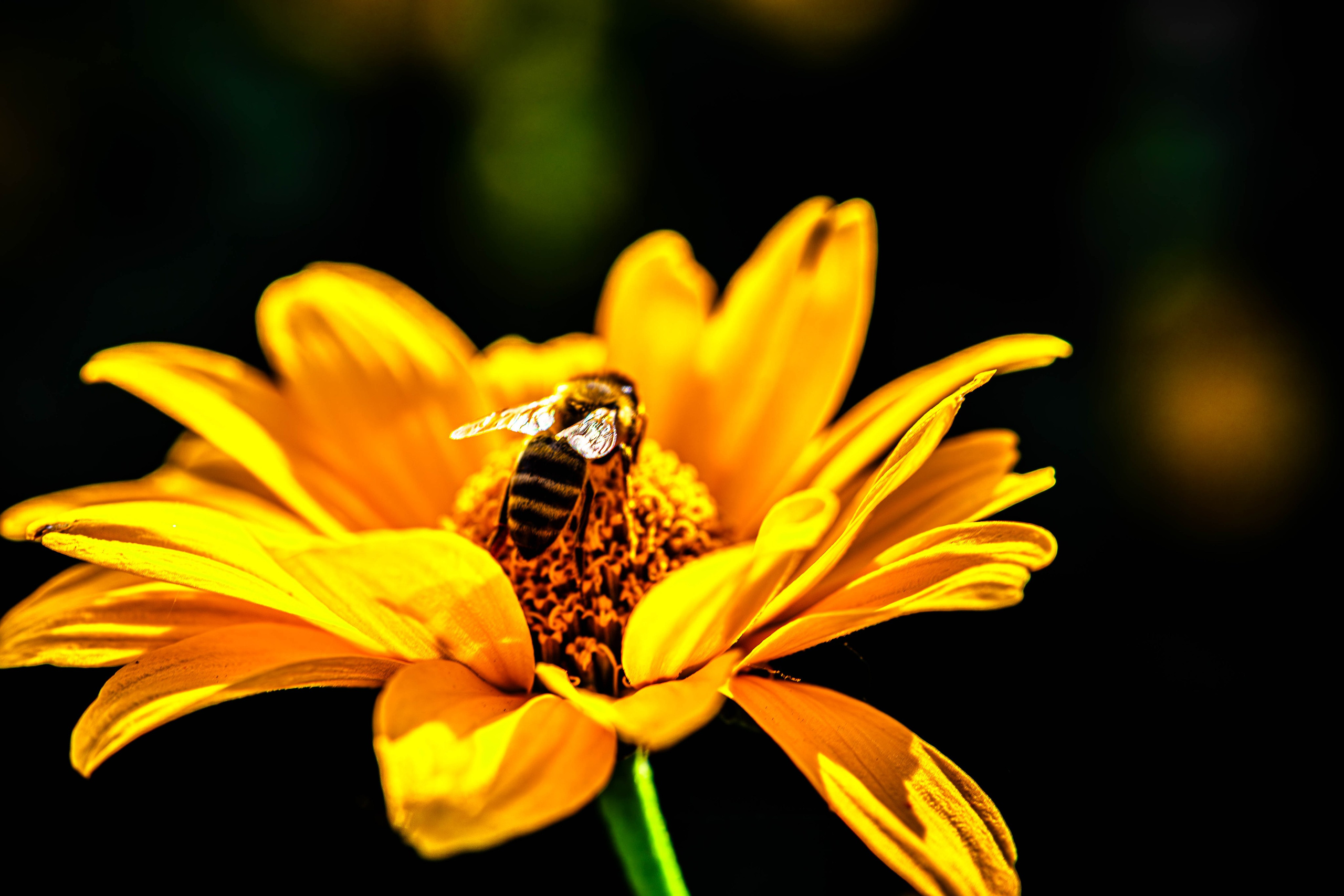АЛЕКСЕЙ КОЛМАКОВ. Фотограф. Москва и Московская область