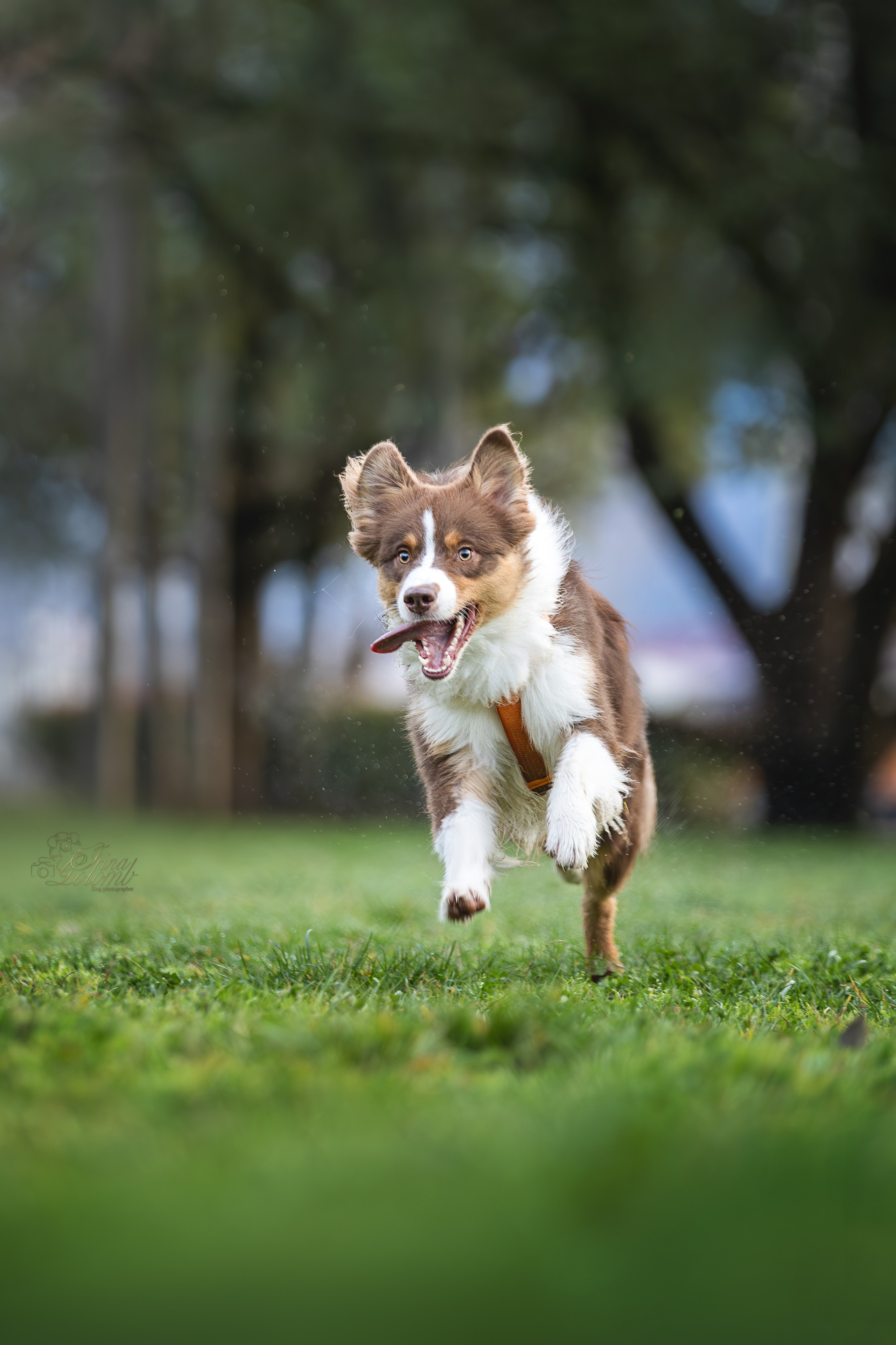 Бадди, Австралийская Овчарка. Ирина Голомб|Фотограф-анималист в  Сочи и Калининграде