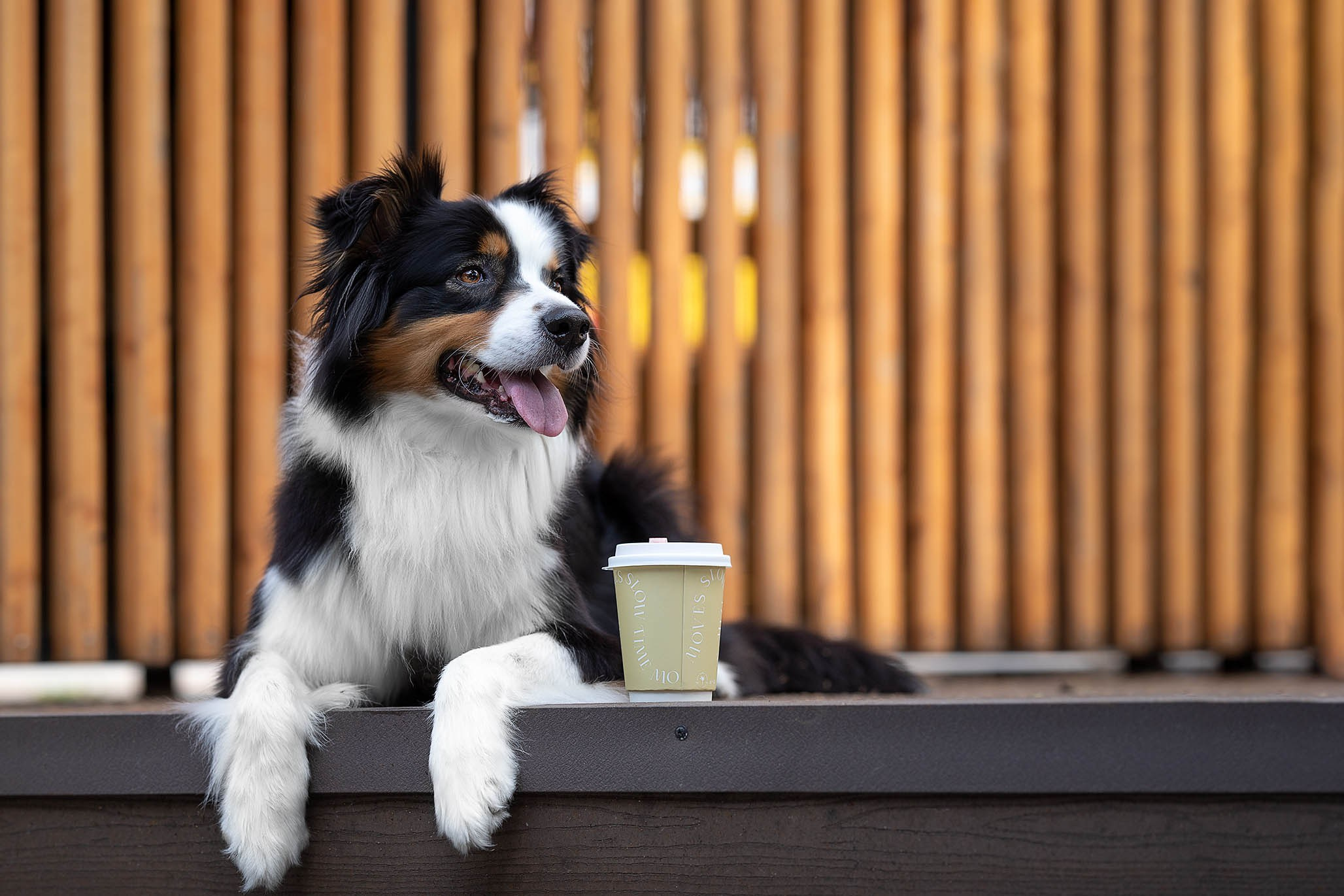 Гретта, Австралийская Овчарка. Ирина Голомб|Фотограф-анималист в  Сочи и Калининграде