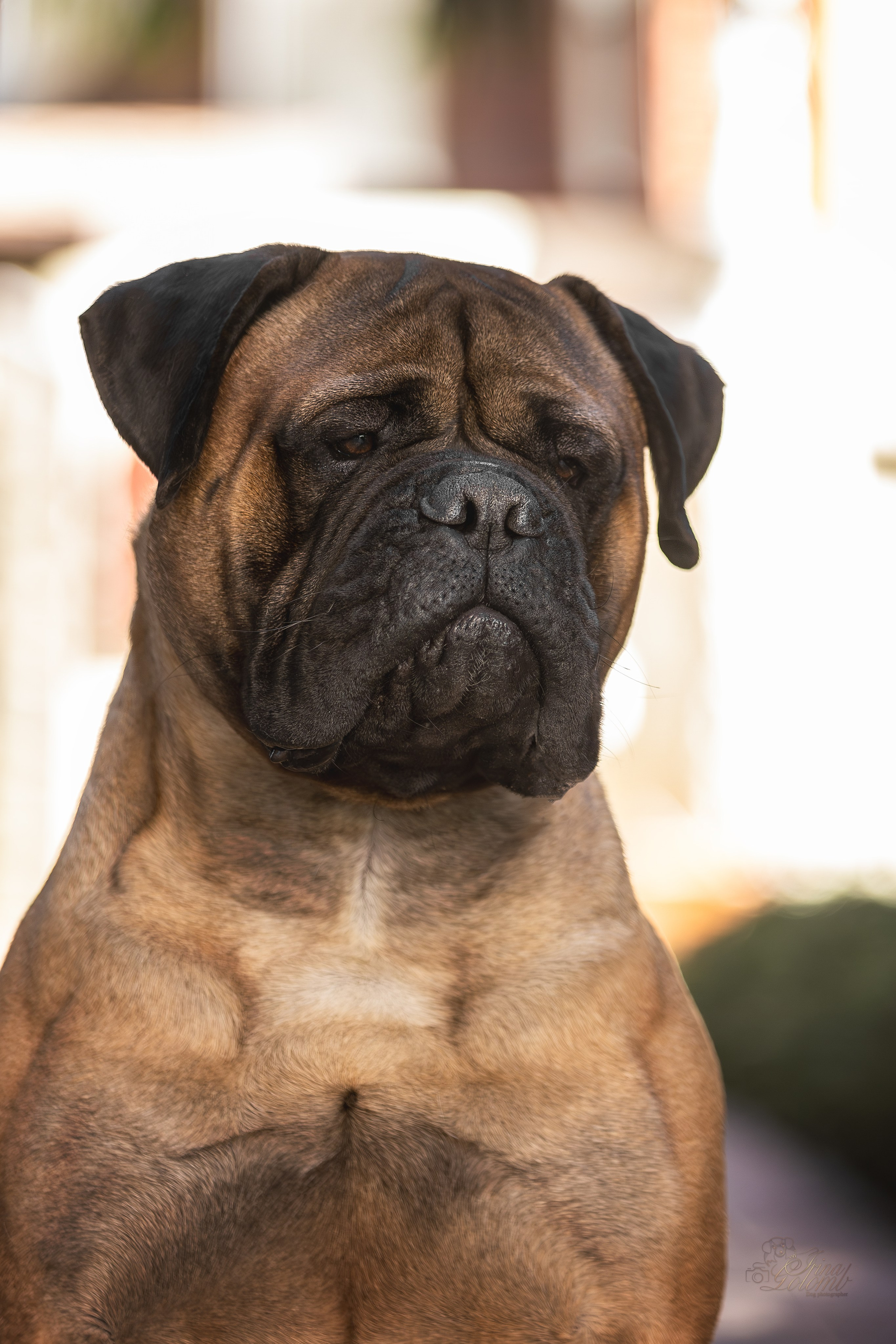 Выставка 25.02.2024. Ирина Голомб|Фотограф-анималист в  Сочи и Калининграде