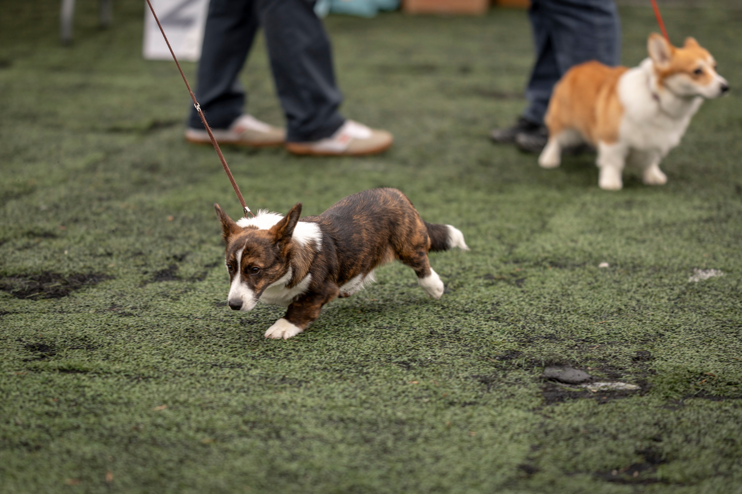 Выставка 17.12.23. Ирина Голомб|Фотограф-анималист в  Сочи и Калининграде