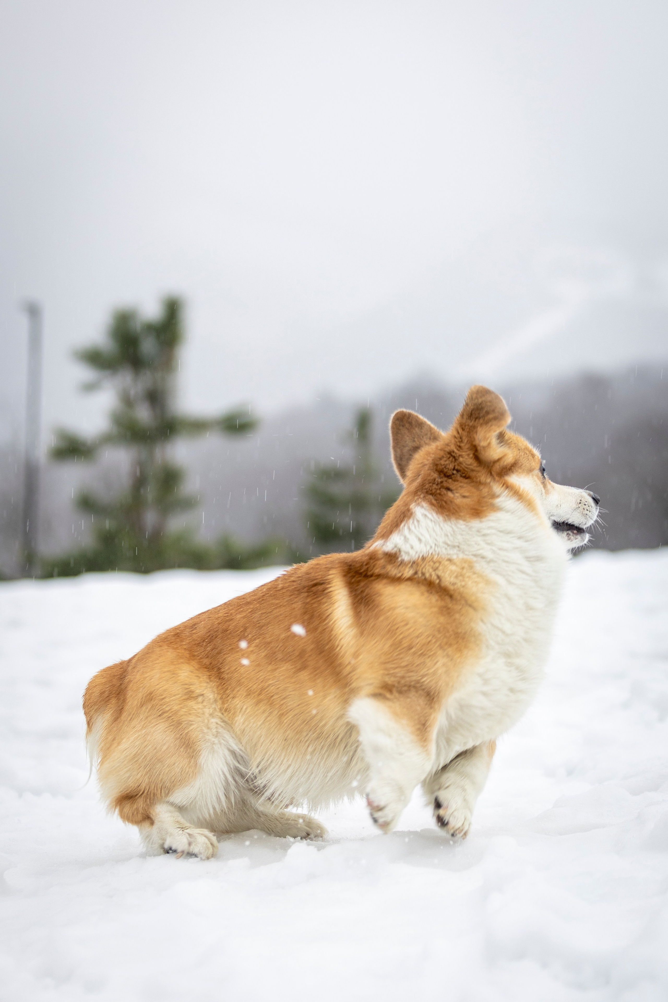 Гай, Корги-Пемброк. Ирина Голомб|Фотограф-анималист в  Сочи и Калининграде