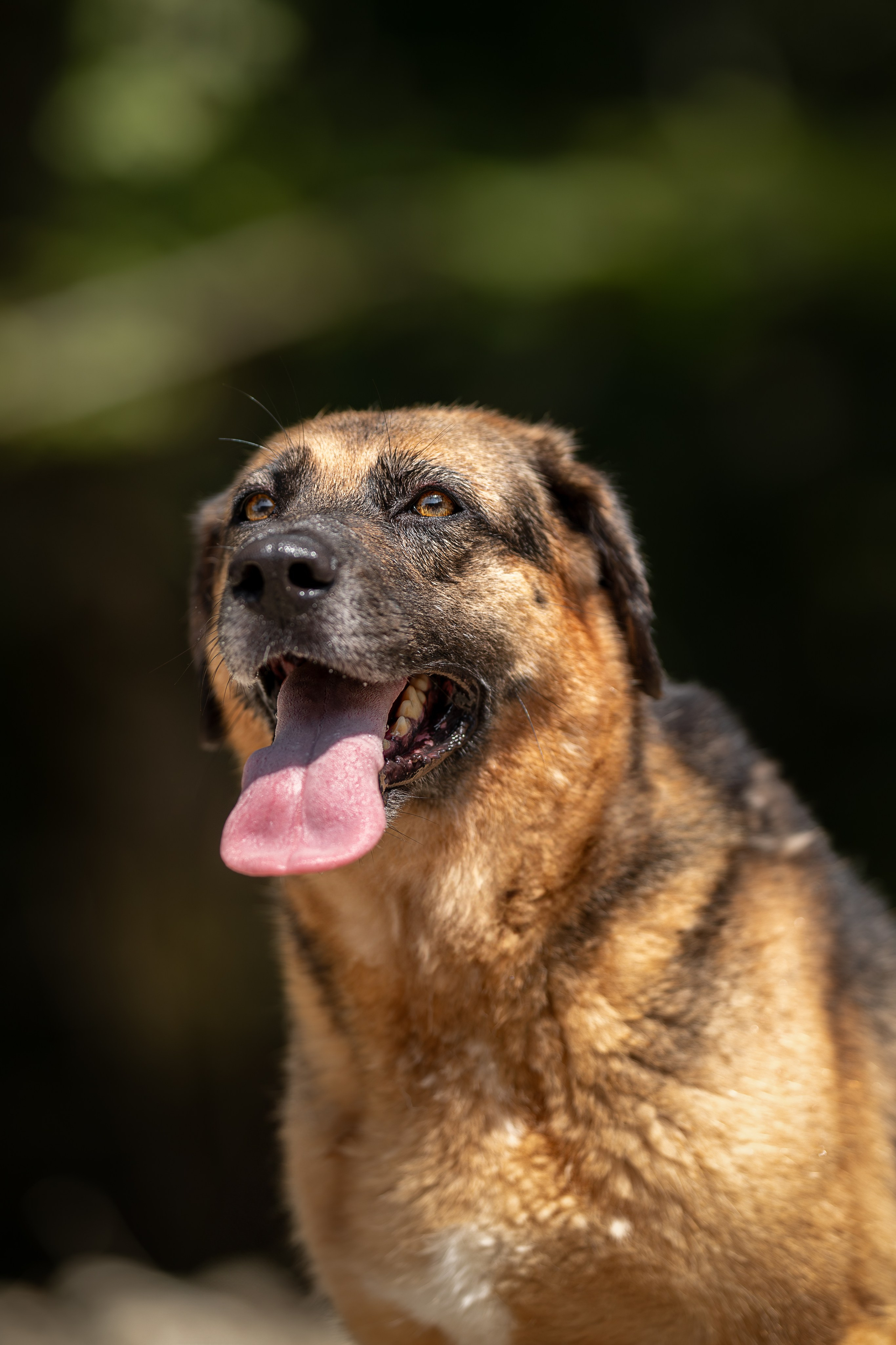 Мини-приют «Возрождение». Ирина Голомб|Фотограф-анималист в  Сочи и Калининграде