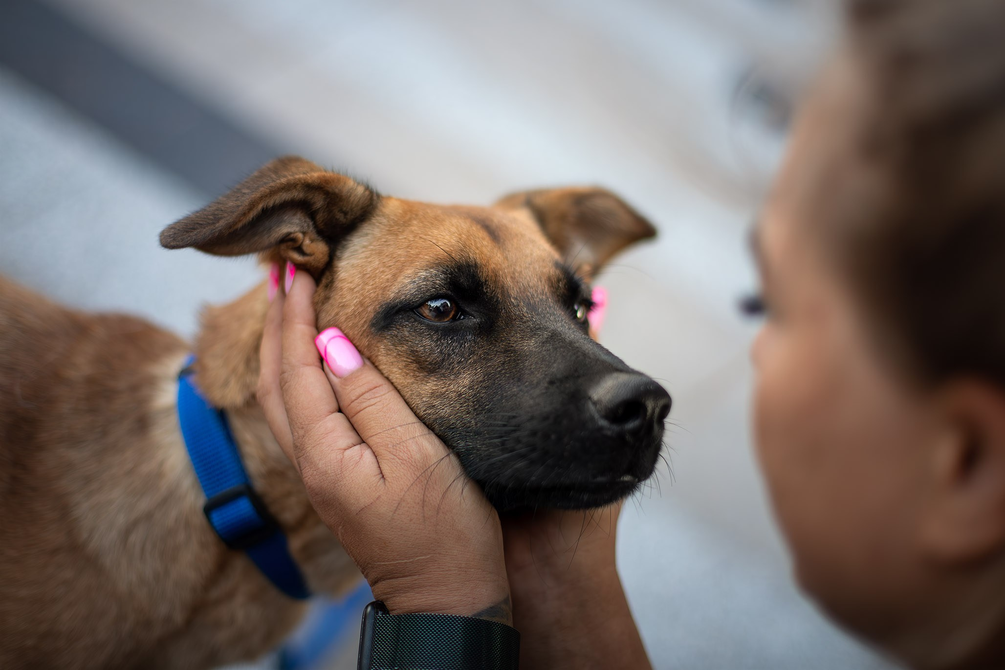 Кураторские питомцы с Пластунки. Ирина Голомб|Фотограф-анималист в  Сочи и Калининграде