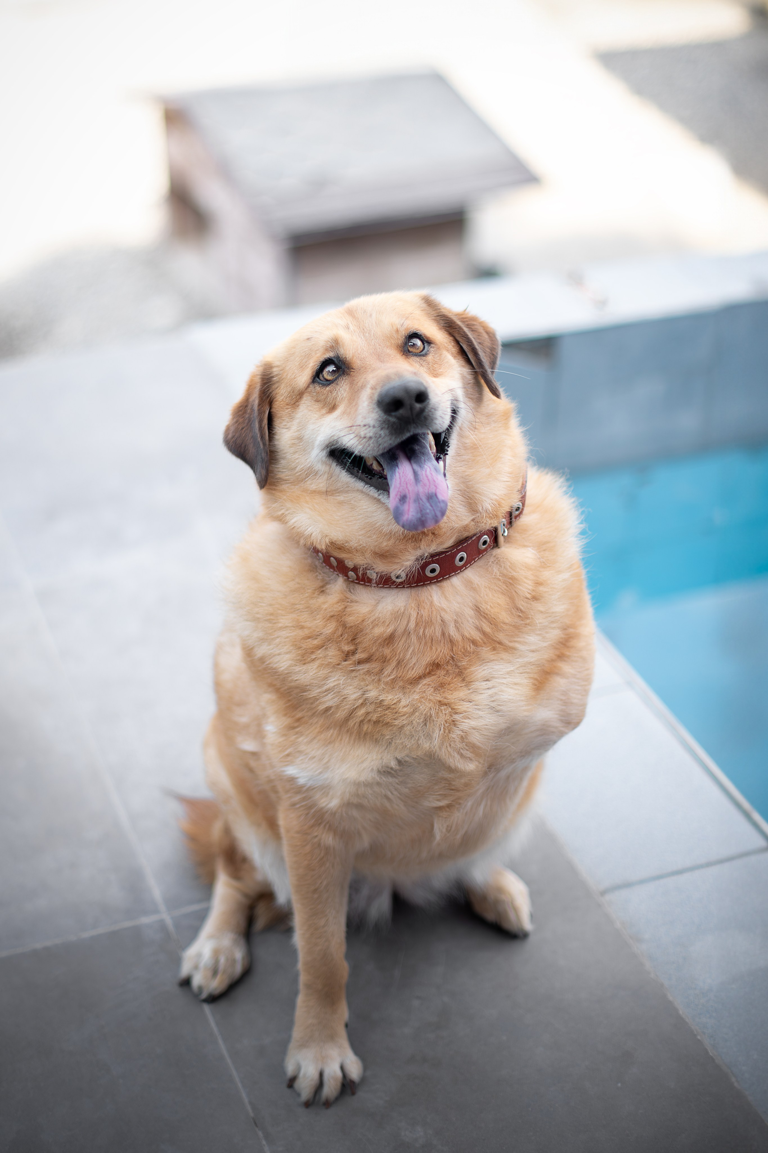 Мини-приют «Возрождение». Ирина Голомб|Фотограф-анималист в  Сочи и Калининграде