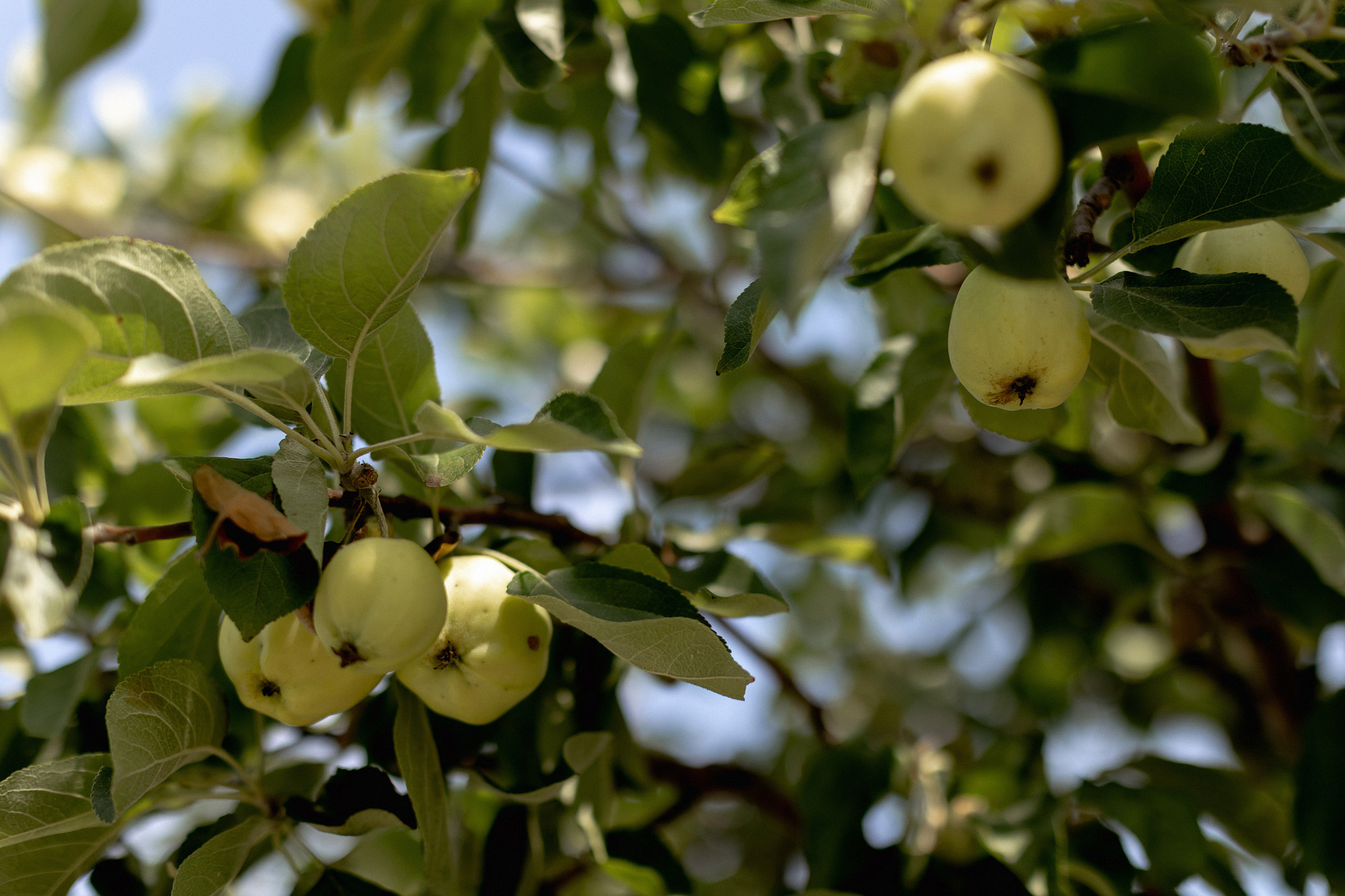 АЛЕКСЕЙ И ЕКАТЕРИНА | ЮЖНО-САХАЛИНСК. Wedding and family photographer in Vladivostok Anton Blokhin