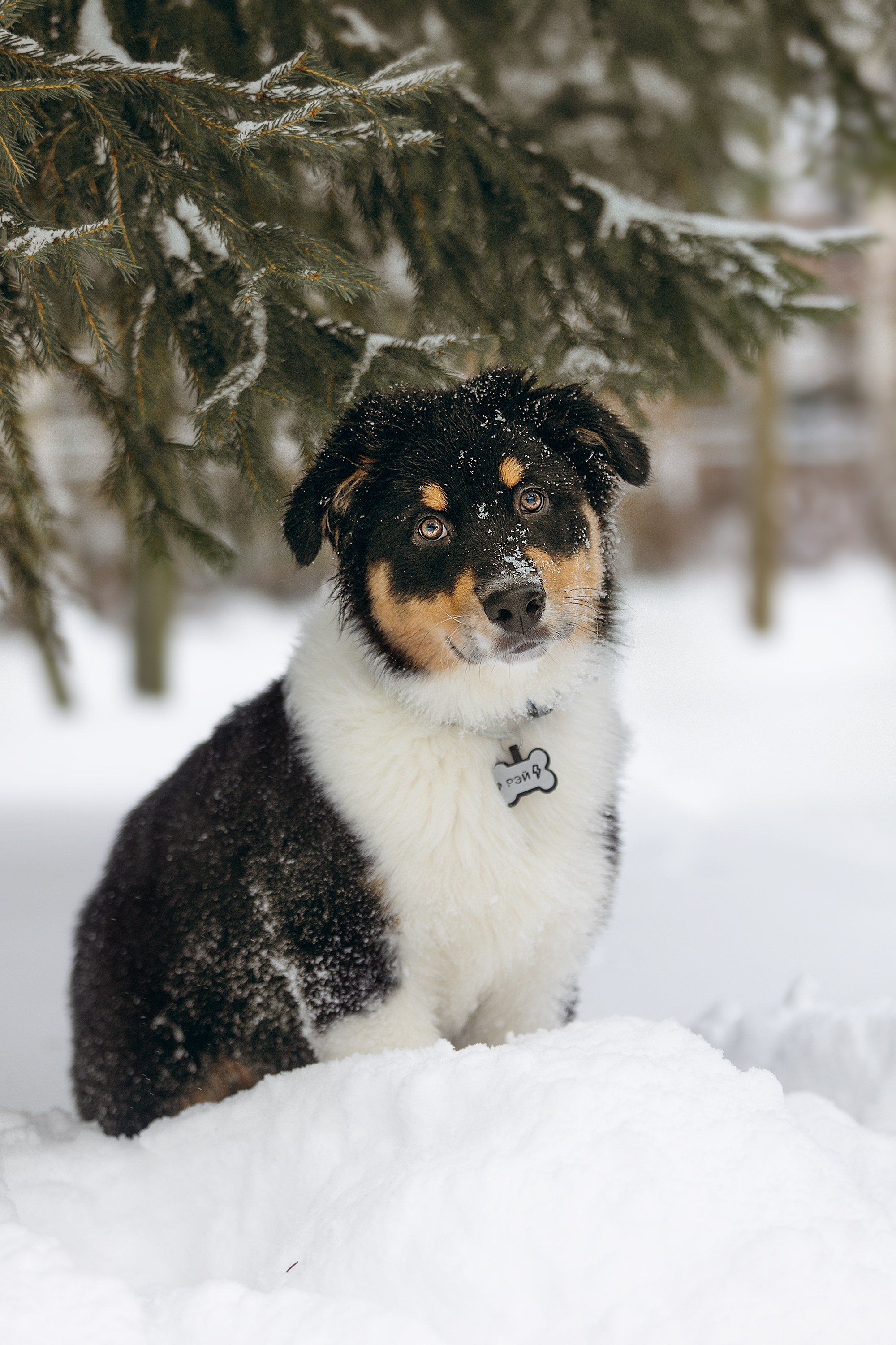 Рей со своей семьей. Фотограф. Фотограф-анималист. Москва