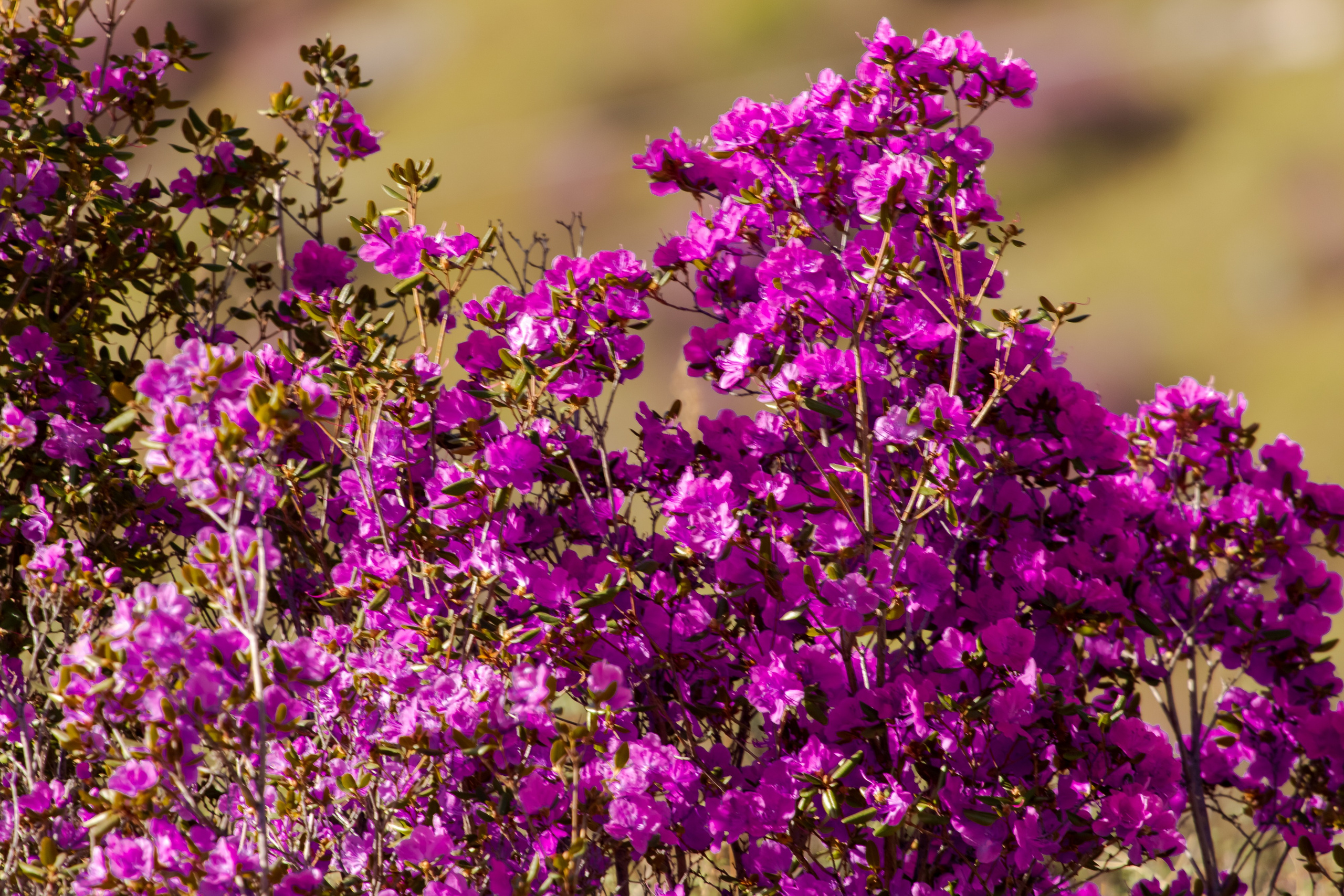 Горный Алтай 2026. Фотограф Кирилл Мешков Кемерово