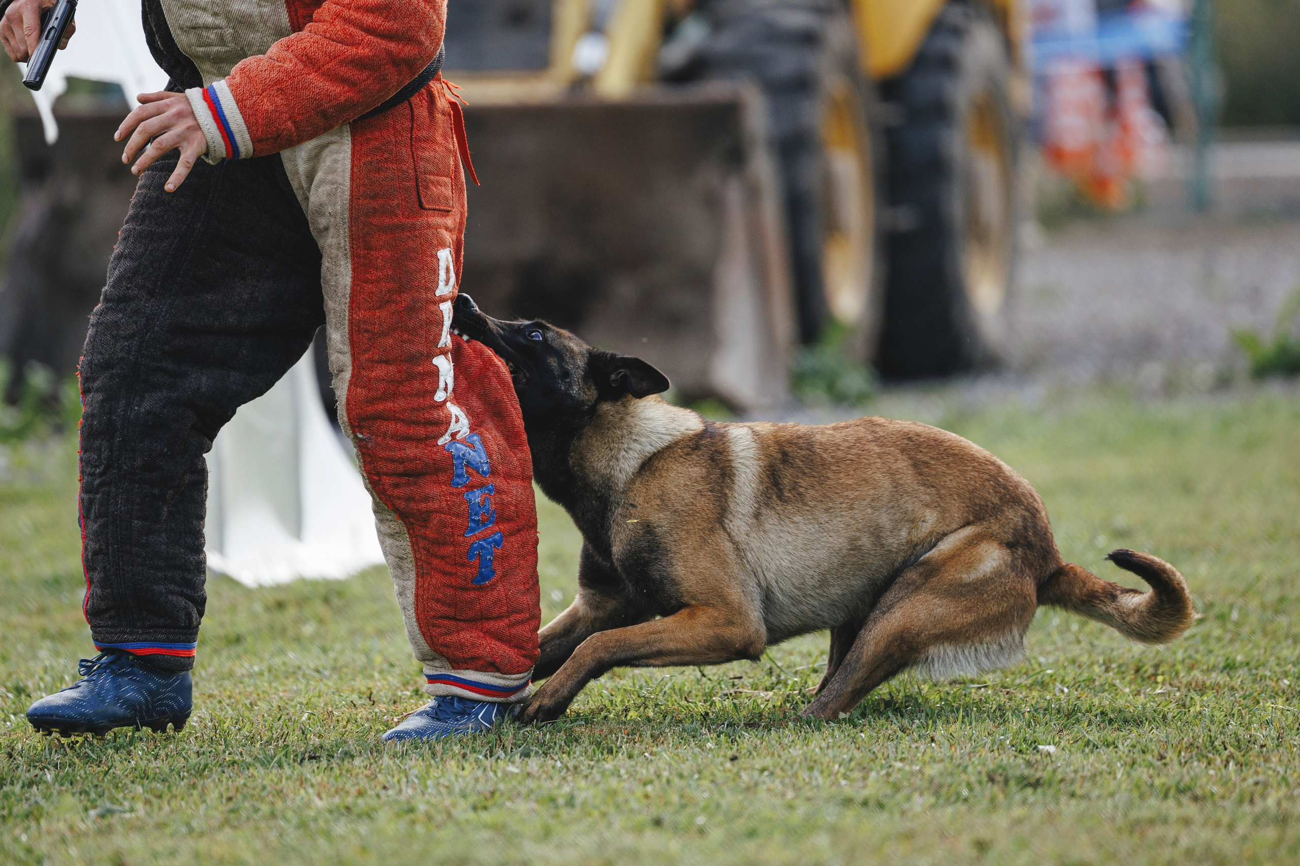 08.08.25-10.08.25 ЧР по мондьорингу г. Вологда. Фотограф-анималист Анна Маринич