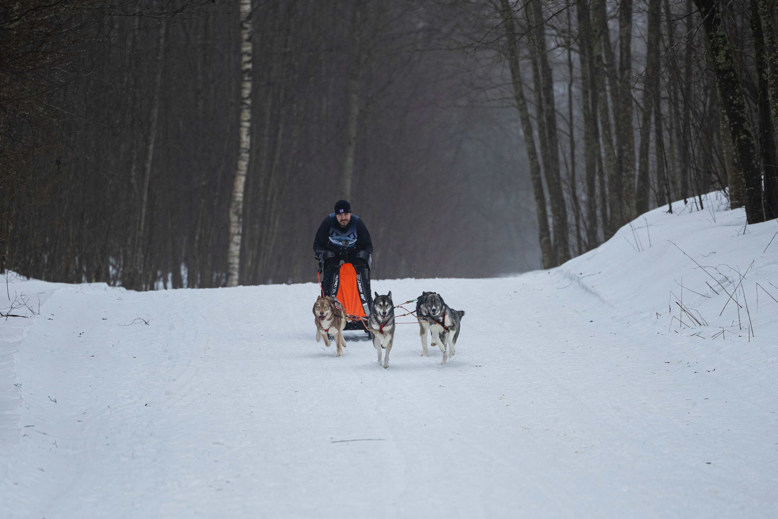Зимний Чемпионат Санкт-Петербурга по ездовому спорту. Фотограф-анималист Анна Маринич