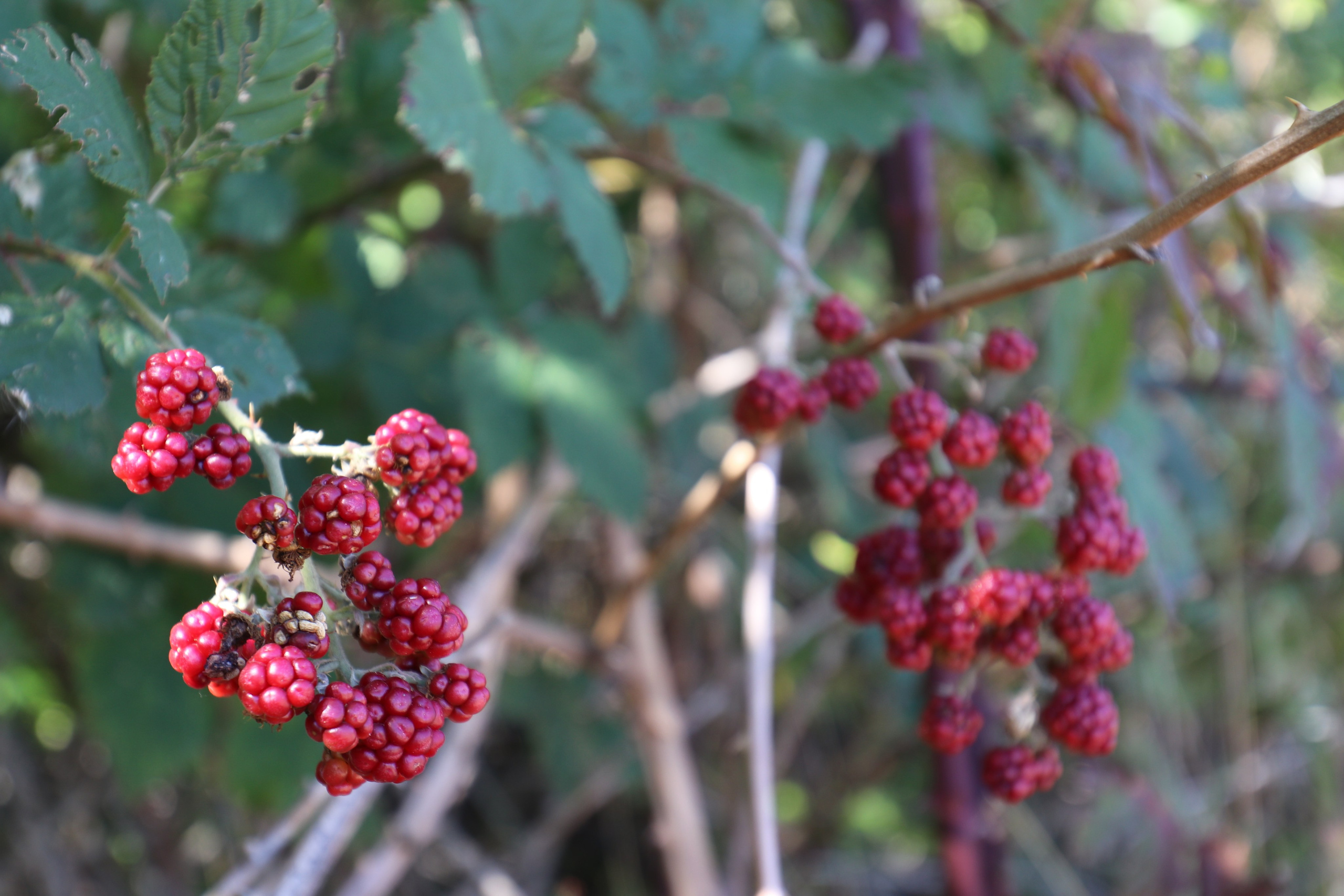 Крым. ЮБК (Фиолент, Ай-Петри, Роман-Кош). Знакомство. Октябрь 2017. Путешественник-фотограф из Санкт-Петербурга Татьяна Свистулина